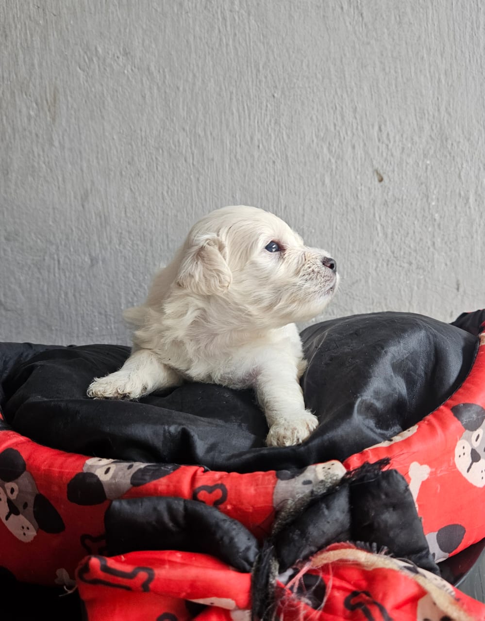 Vende-se lindos filhotes poodle - Foto 1