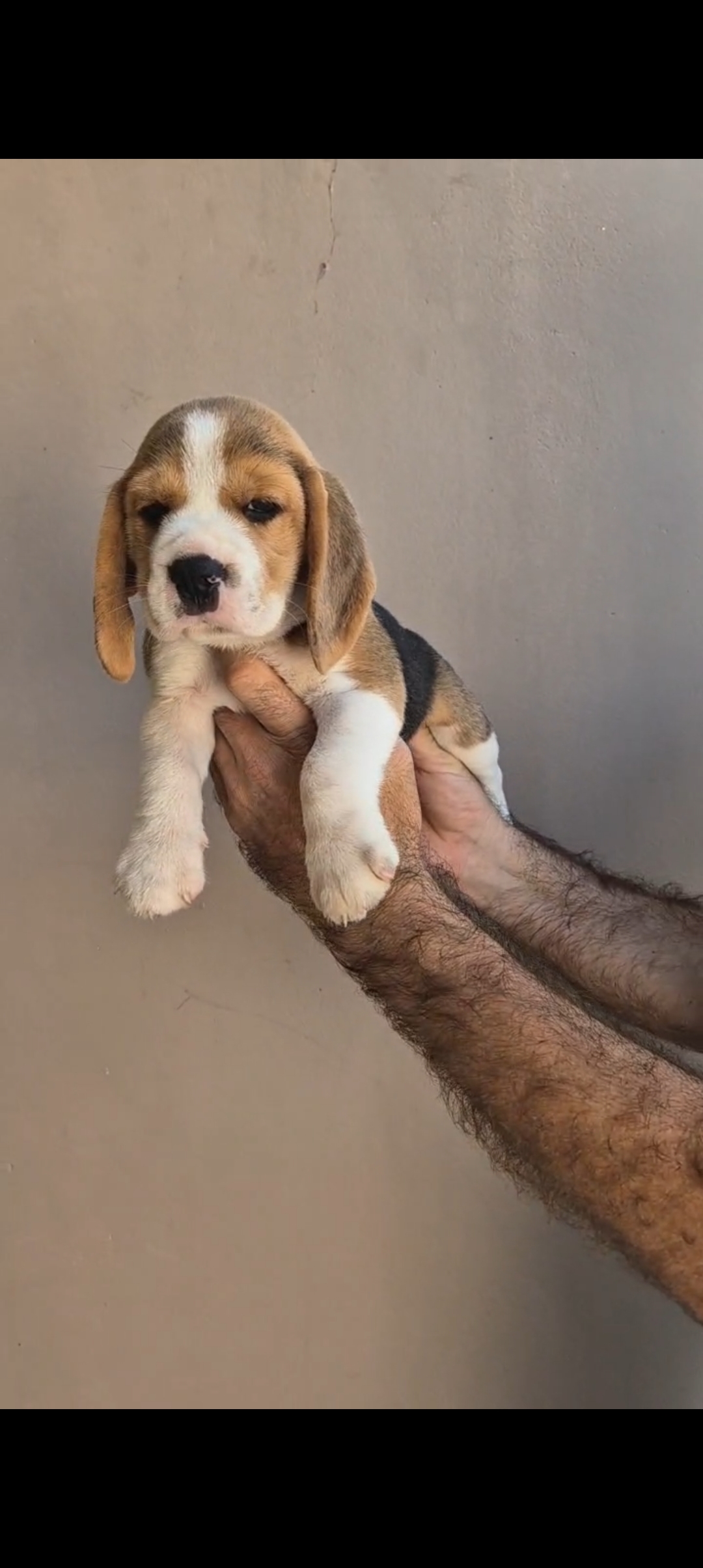 Filhotes Beagles  - Foto 1