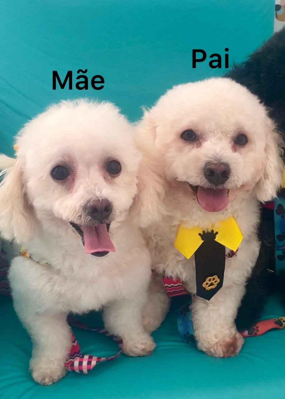 Vendo Poodle Fêmea - Tam 1