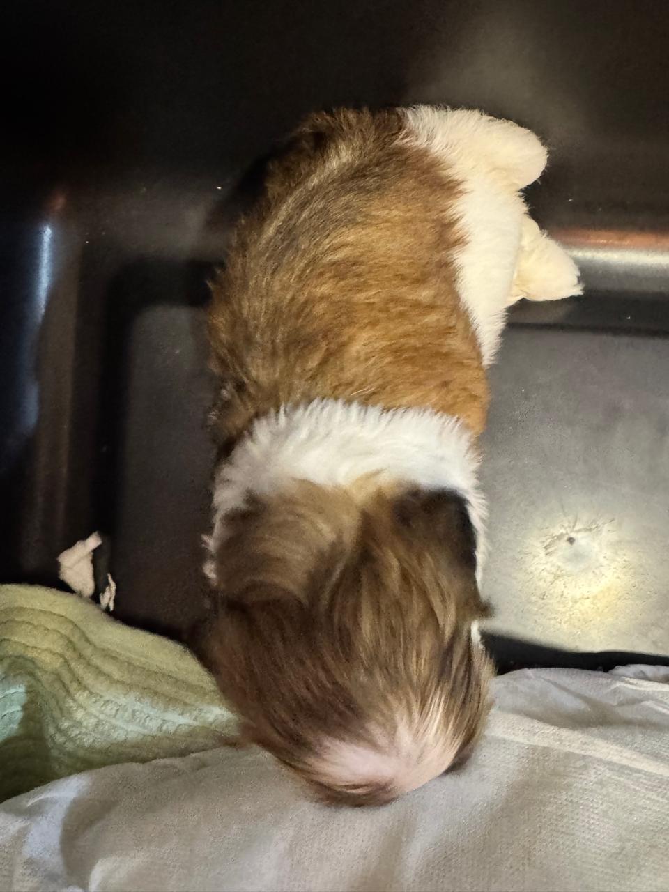 Portal Vendocão Vendo shih tzu Fêmea Divinópolis