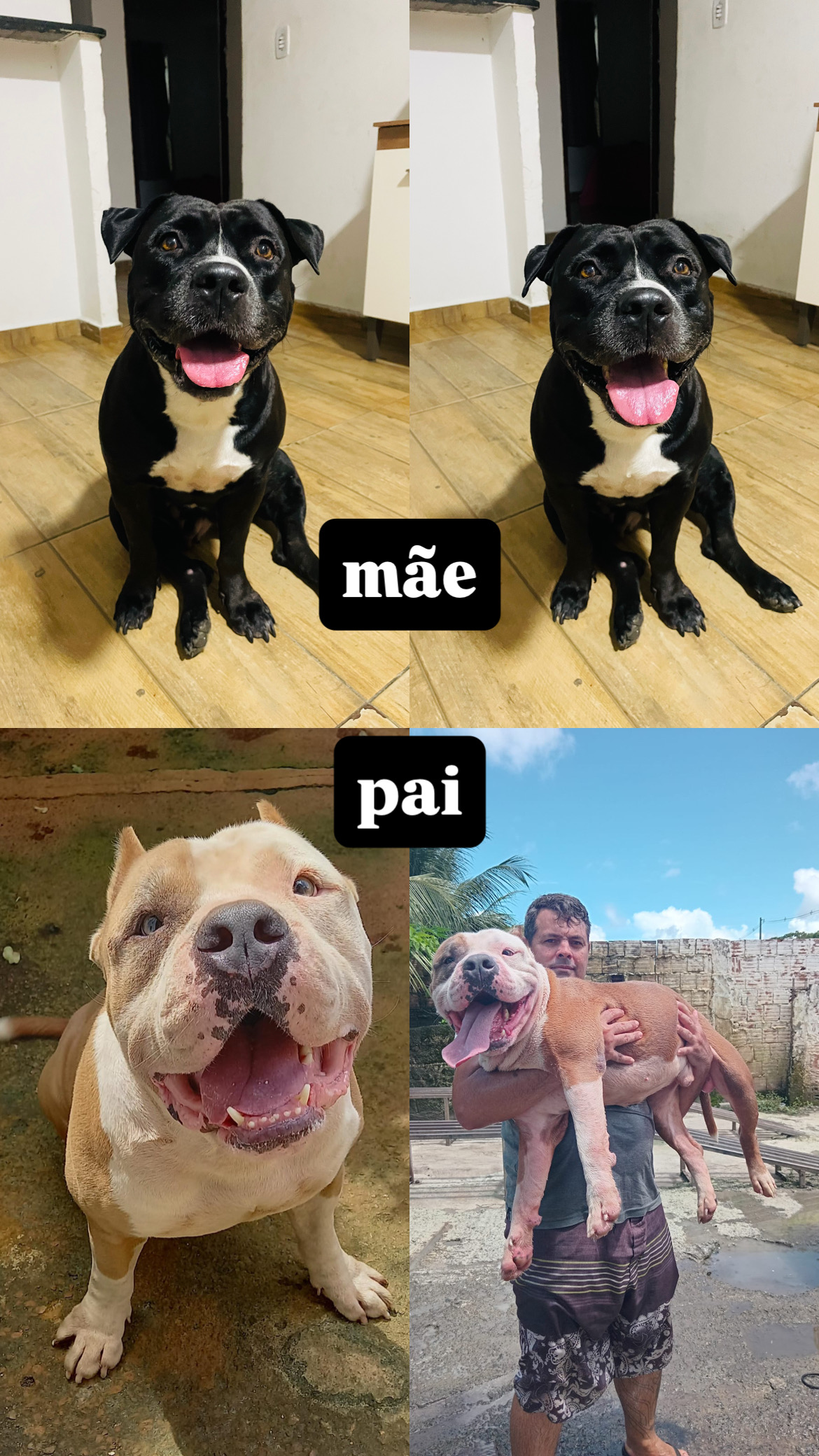 american bully - Foto 4