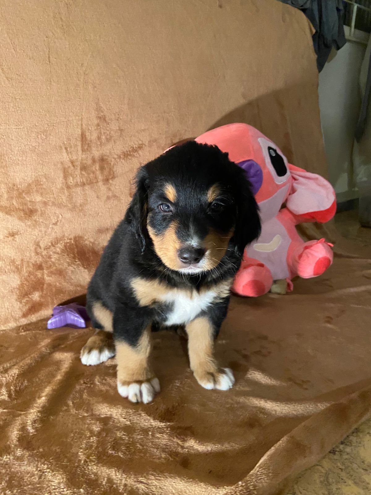 Filhote de Bernese disponível para quem busca um companheiro fiel, carinhoso e ideal para família.