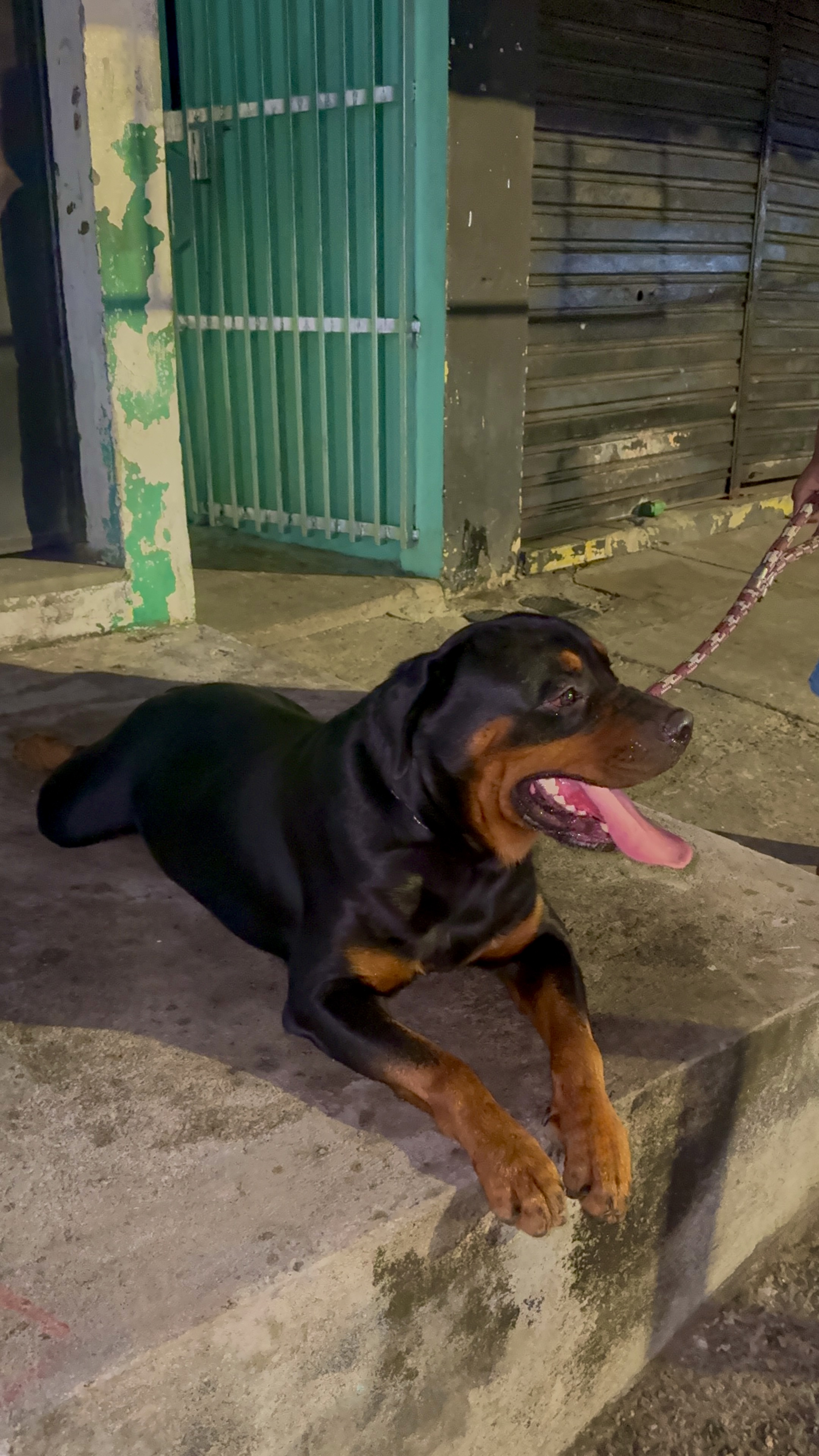 Rottweiler 3 anos  - Foto 2
