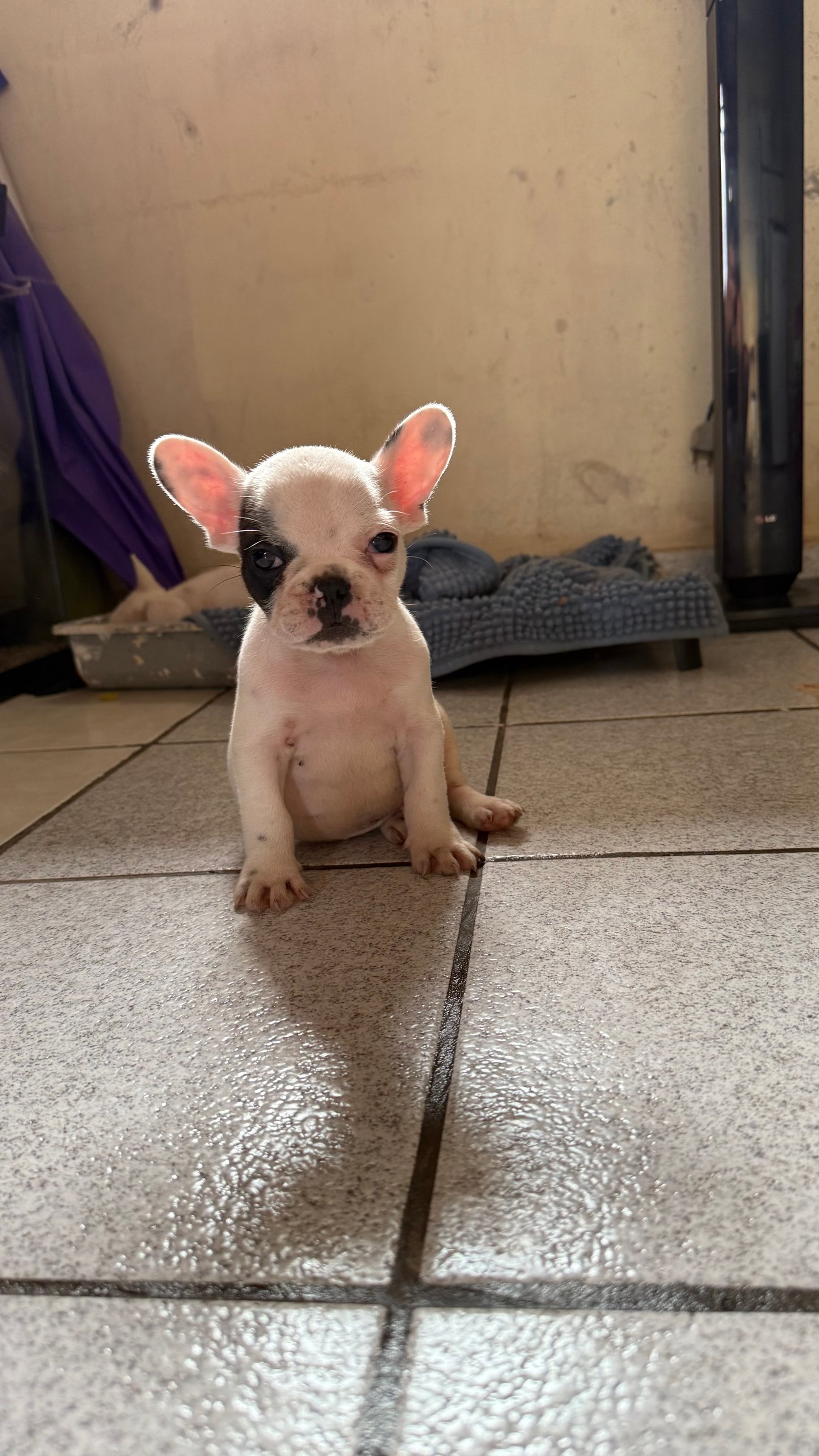 Bulldog francês macho  - Foto 1