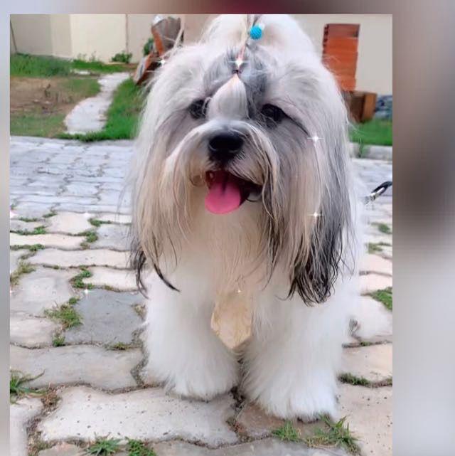 Portal Vendocão Shitszu  Lauro de Freitas 