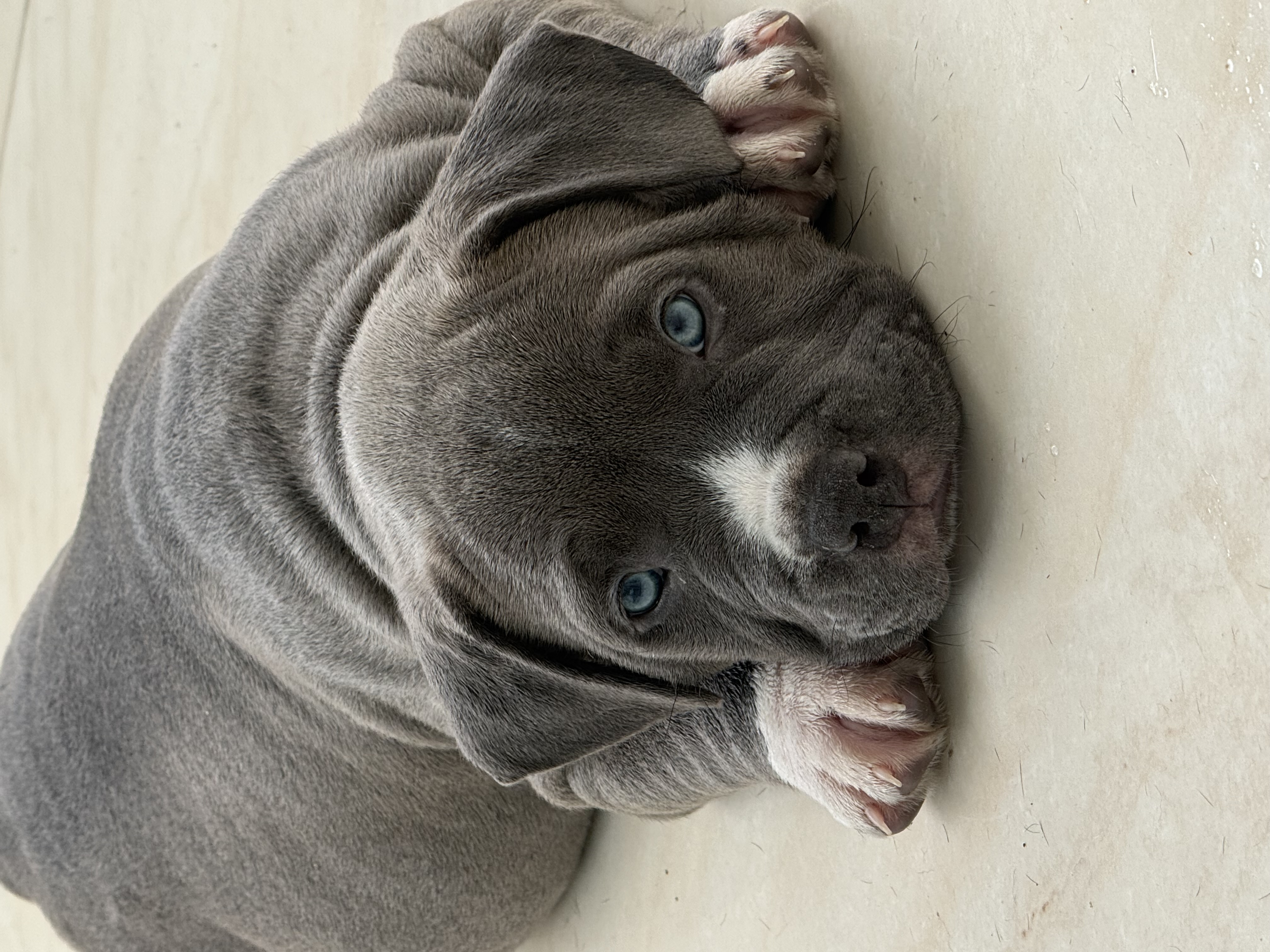 Portal Vendocão American Bully com Pedigree Rio de Janeiro