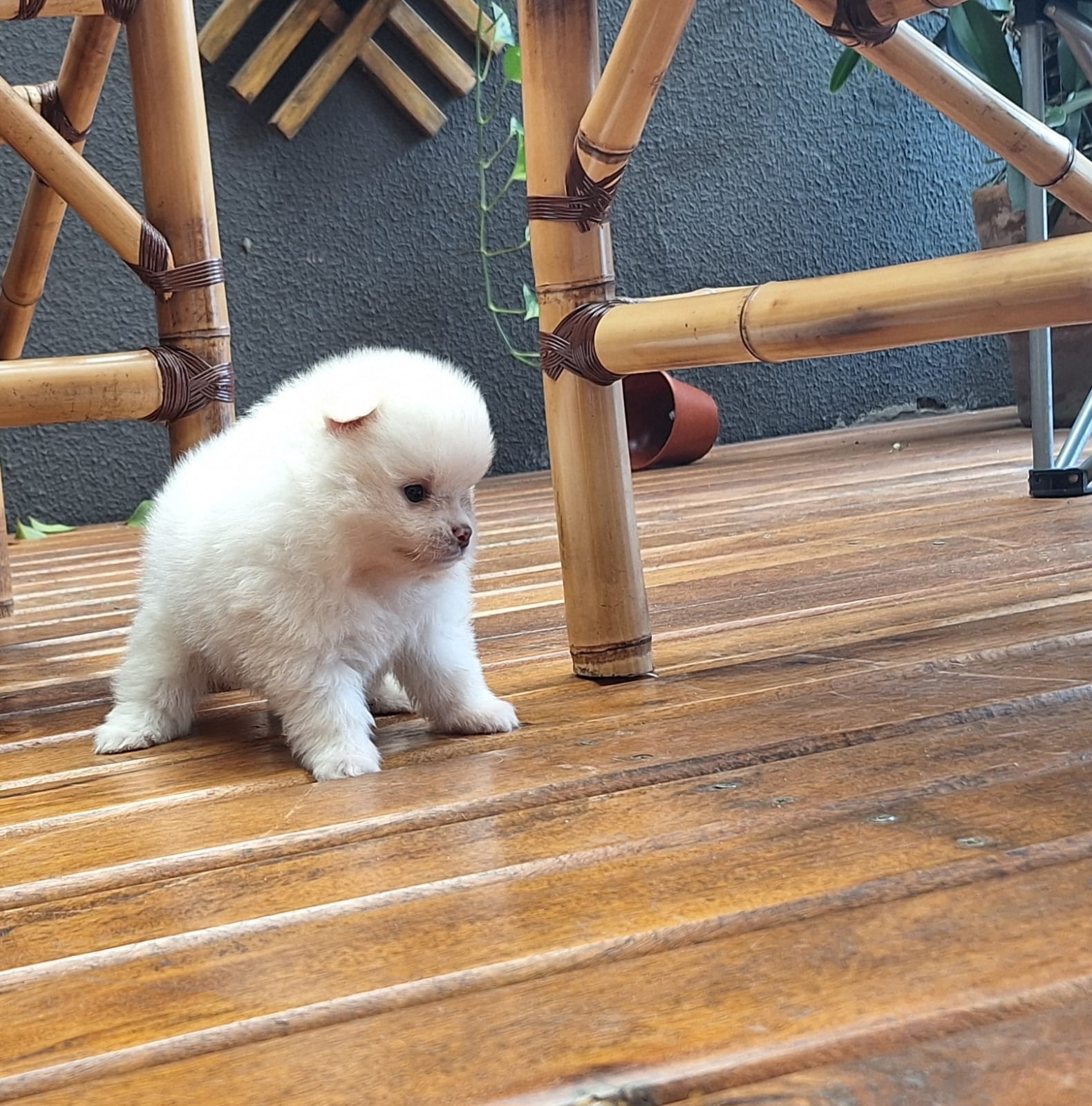 Portal Vendocão 2 filhotes de spitz alemão (macho) LONDRINA