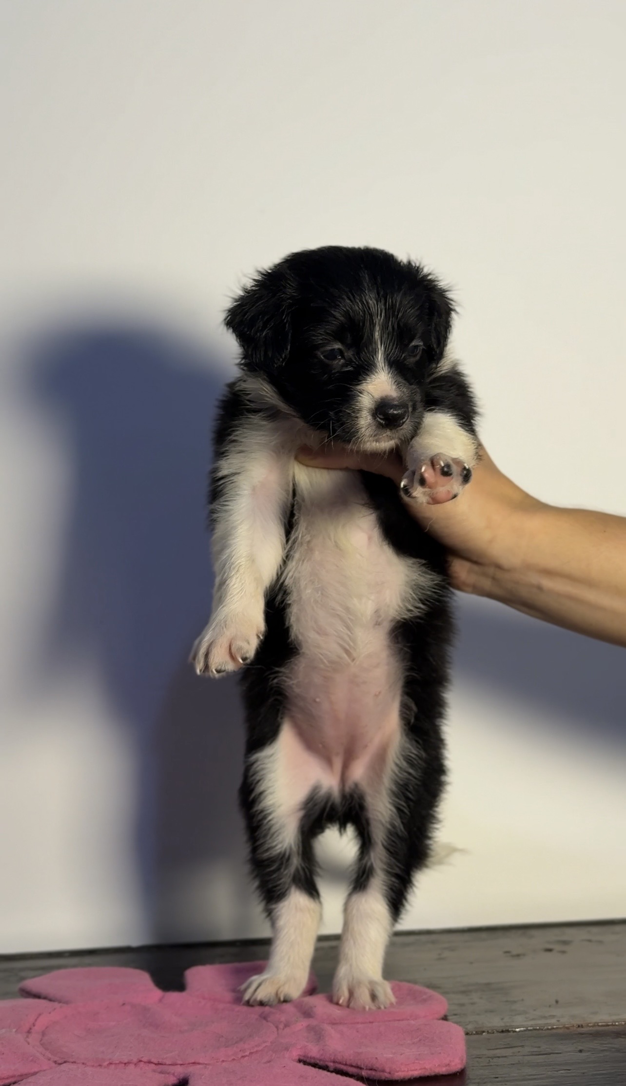 Filhotes de Border Collie  - Foto 2
