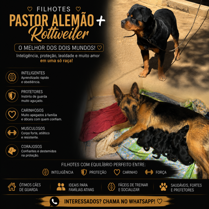 Filhotes de Pastor alemão com Rottwailer - Foto 3