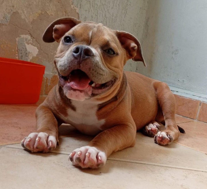 Portal Vendocão American Bully, oportunidade única!  Porto Alegre