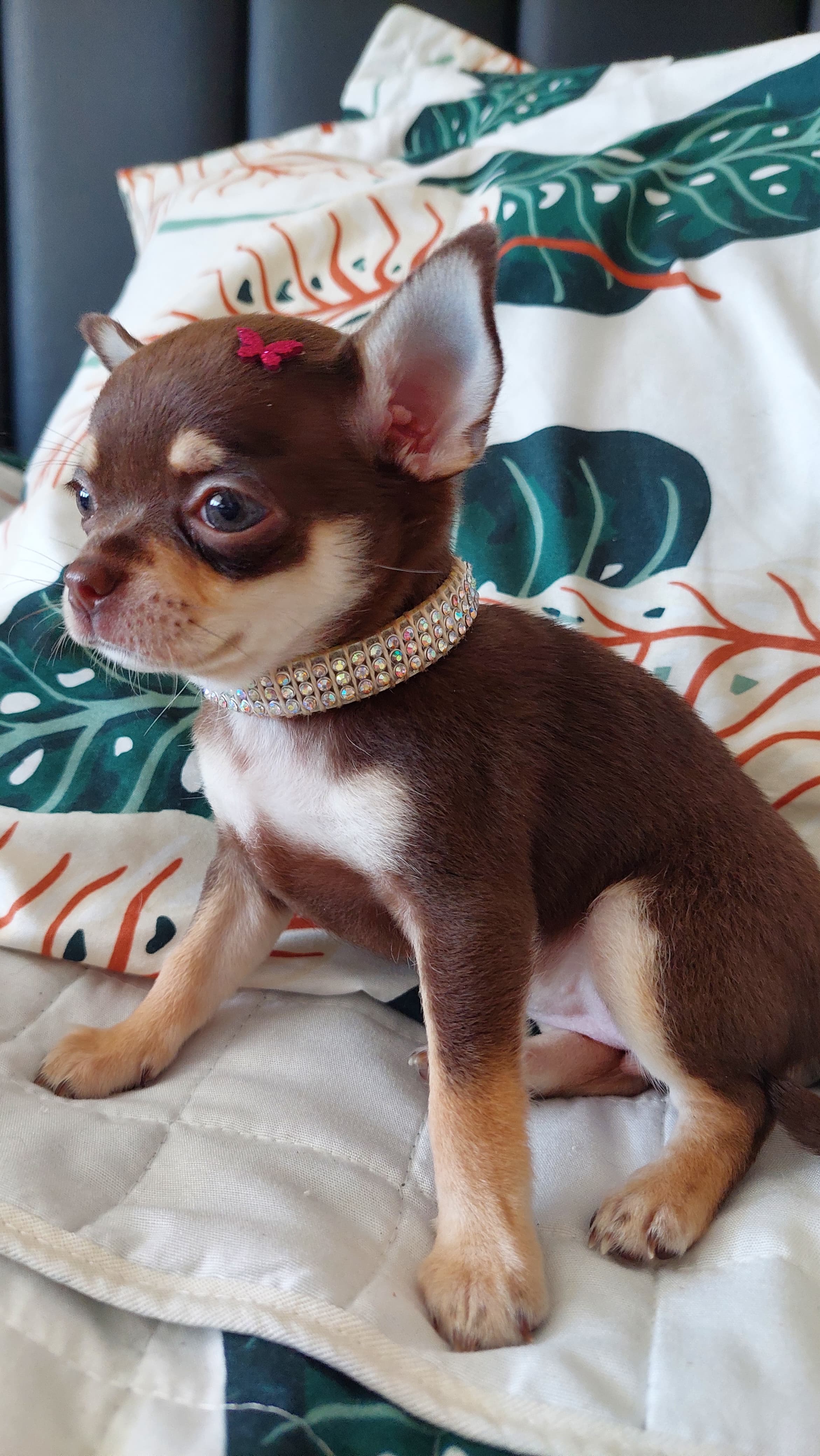 Portal Vendocão Chihuahua Pelo curto fêmea cabeça de maçã Rio de Janeiro