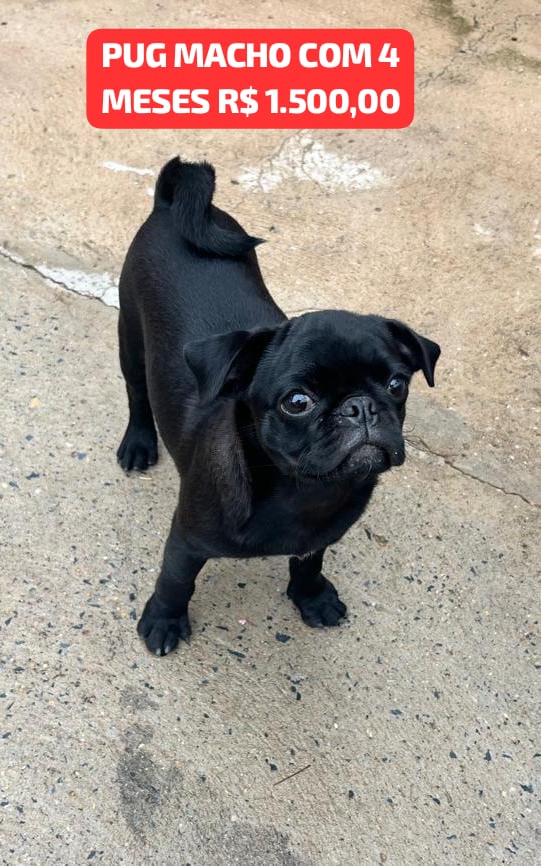 Portal Vendocão PUG MACHO Cuiabá