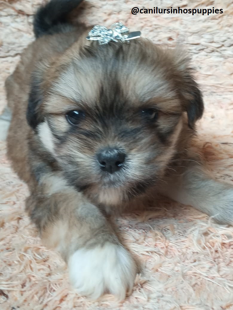 Portal Vendocão lhasa apso garanta hoje seu bebe #canilursinhospuppies são roque 