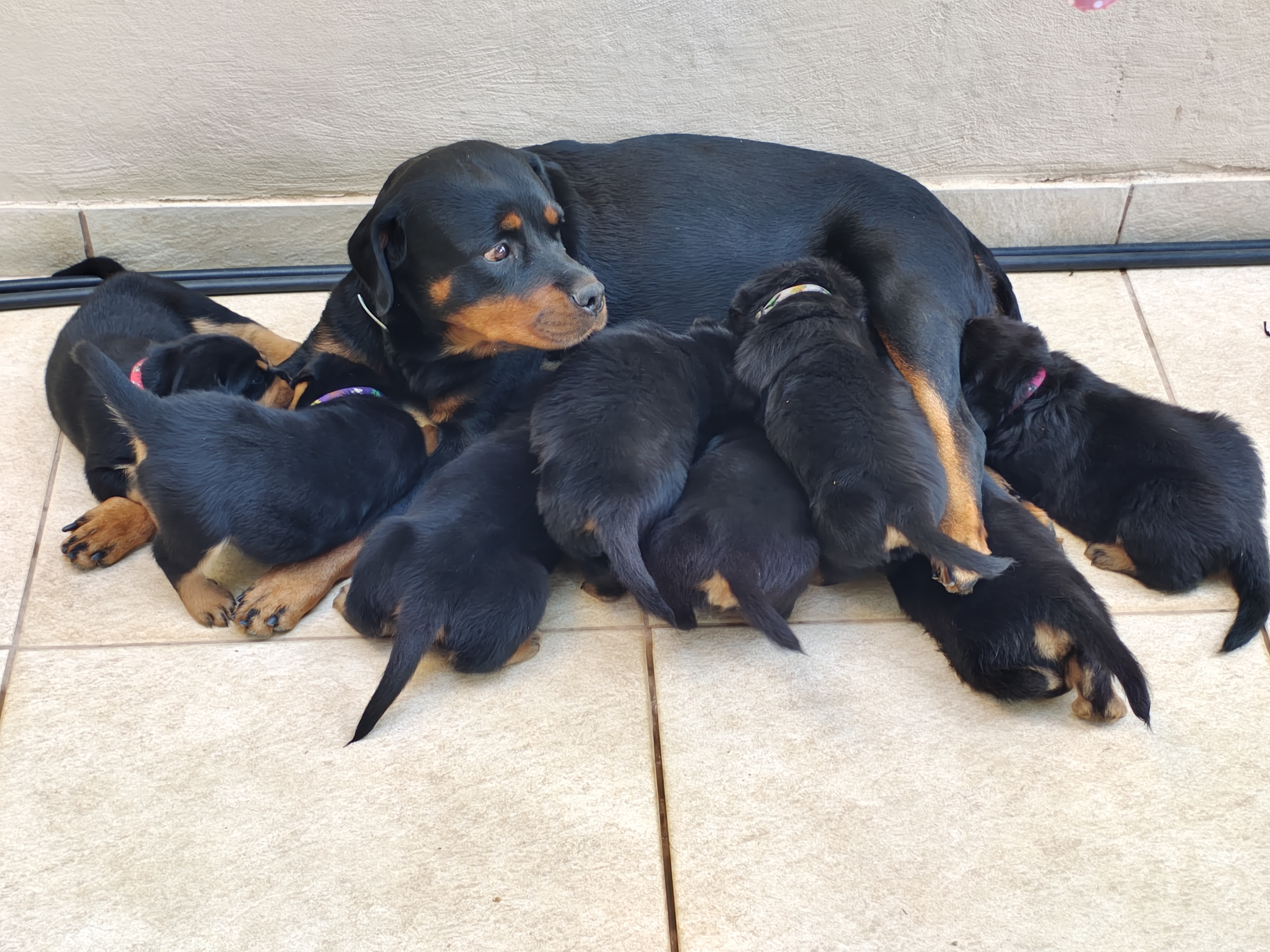 filhotes de Rottweiler Belo Horizonte