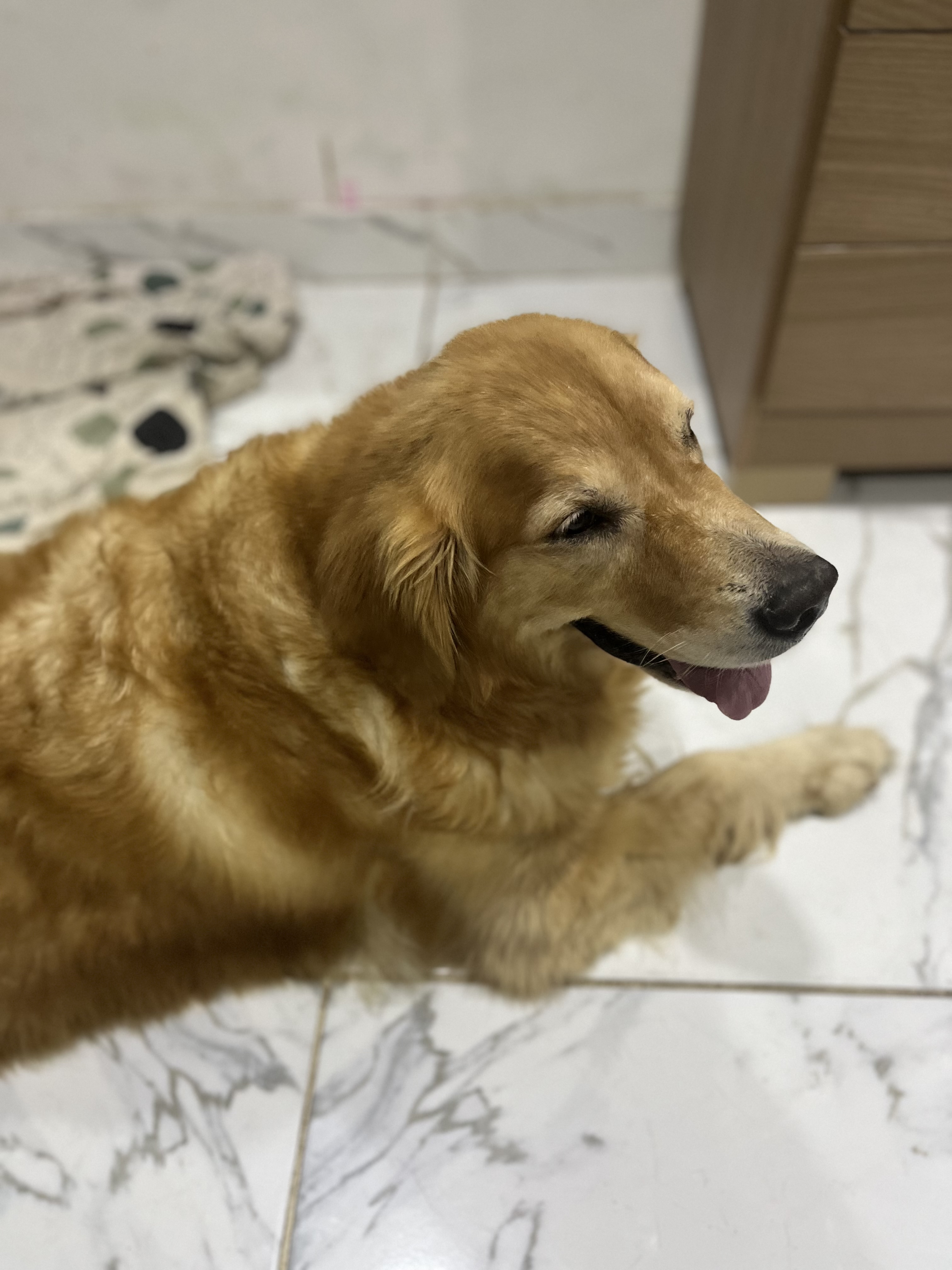 Portal Vendocão Vendo golden adulto femea Manaus