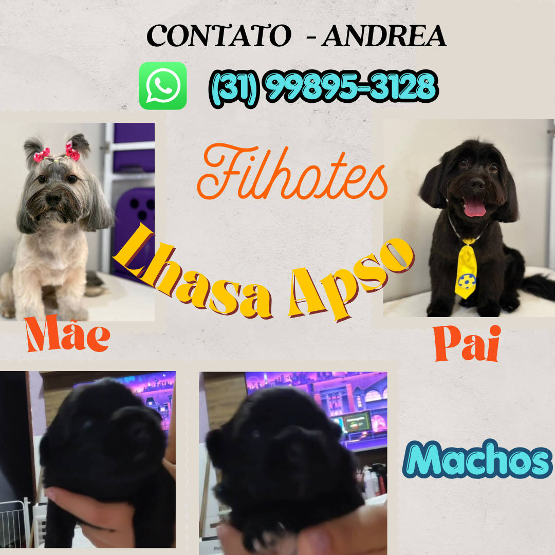 Lhasa Apso - Foto 1