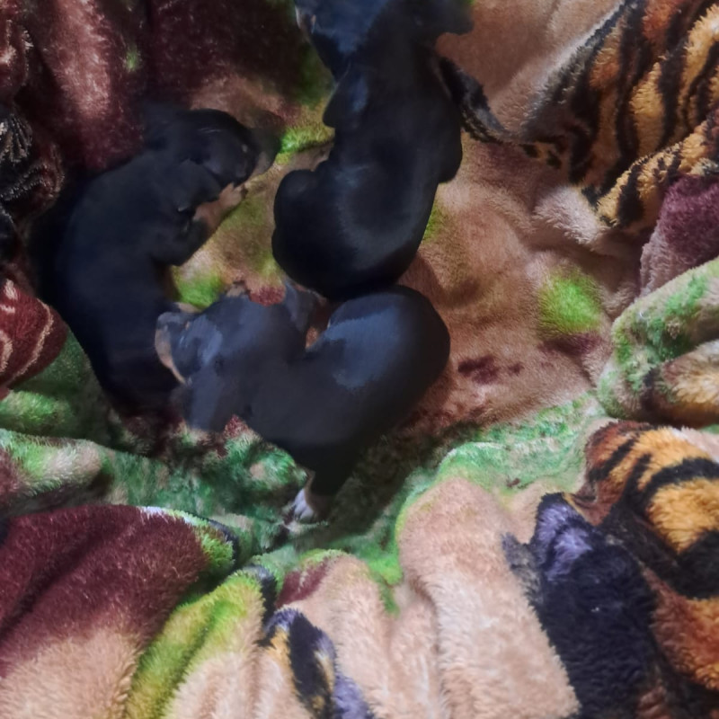 Filhote de pinscher três filhotes - Foto 3