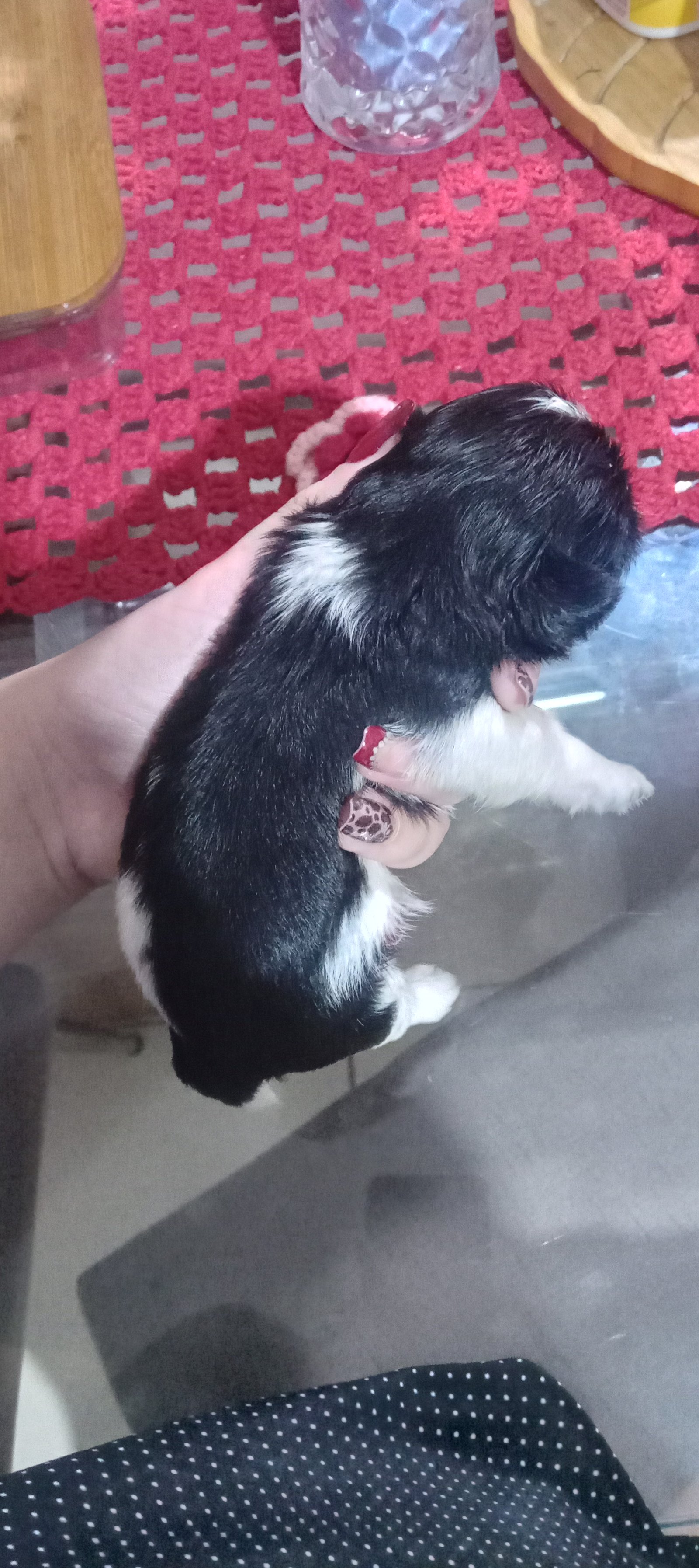 Shih Tzu Filhote Puro com Pedigree - Foto 3