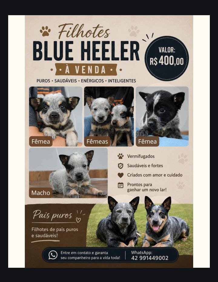 Blue Heeler 