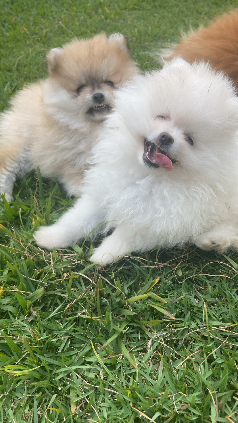 Portal Vendocão Filhotes de spitz alemão  Araçoiaba da Serra