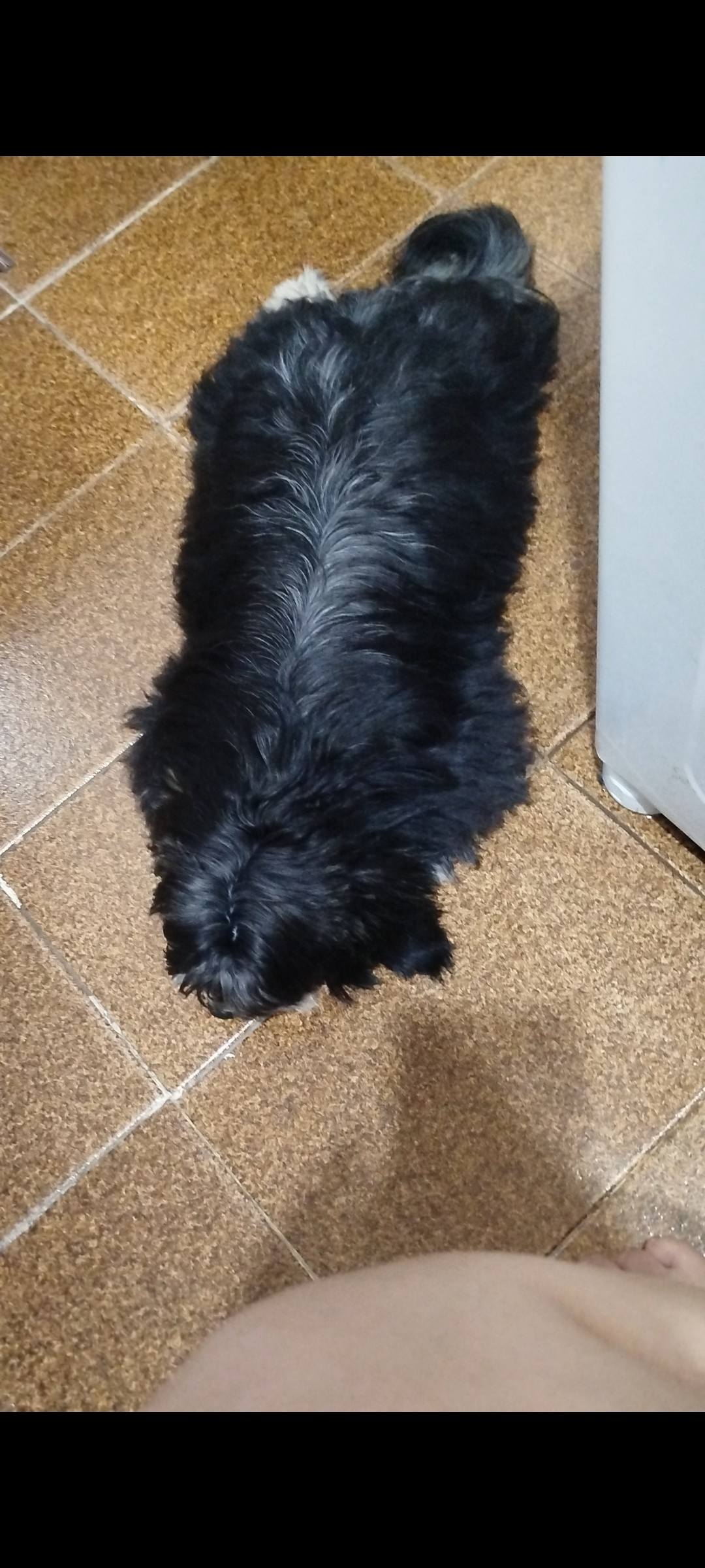 Cachorro Lhasa - Foto 3