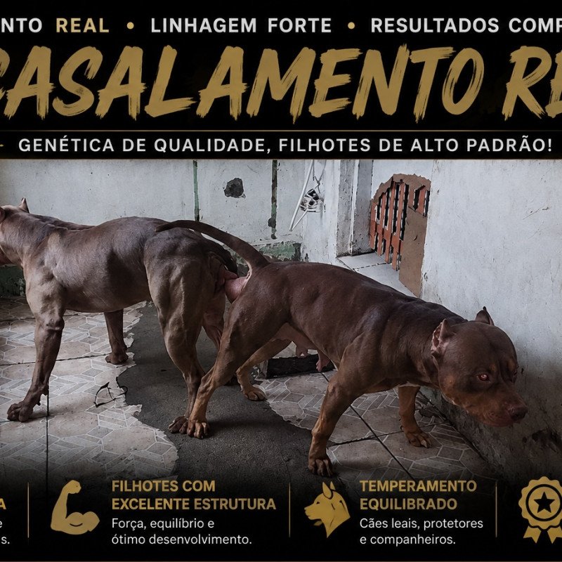 Filhotes de pit monster disponíveis - Foto 2