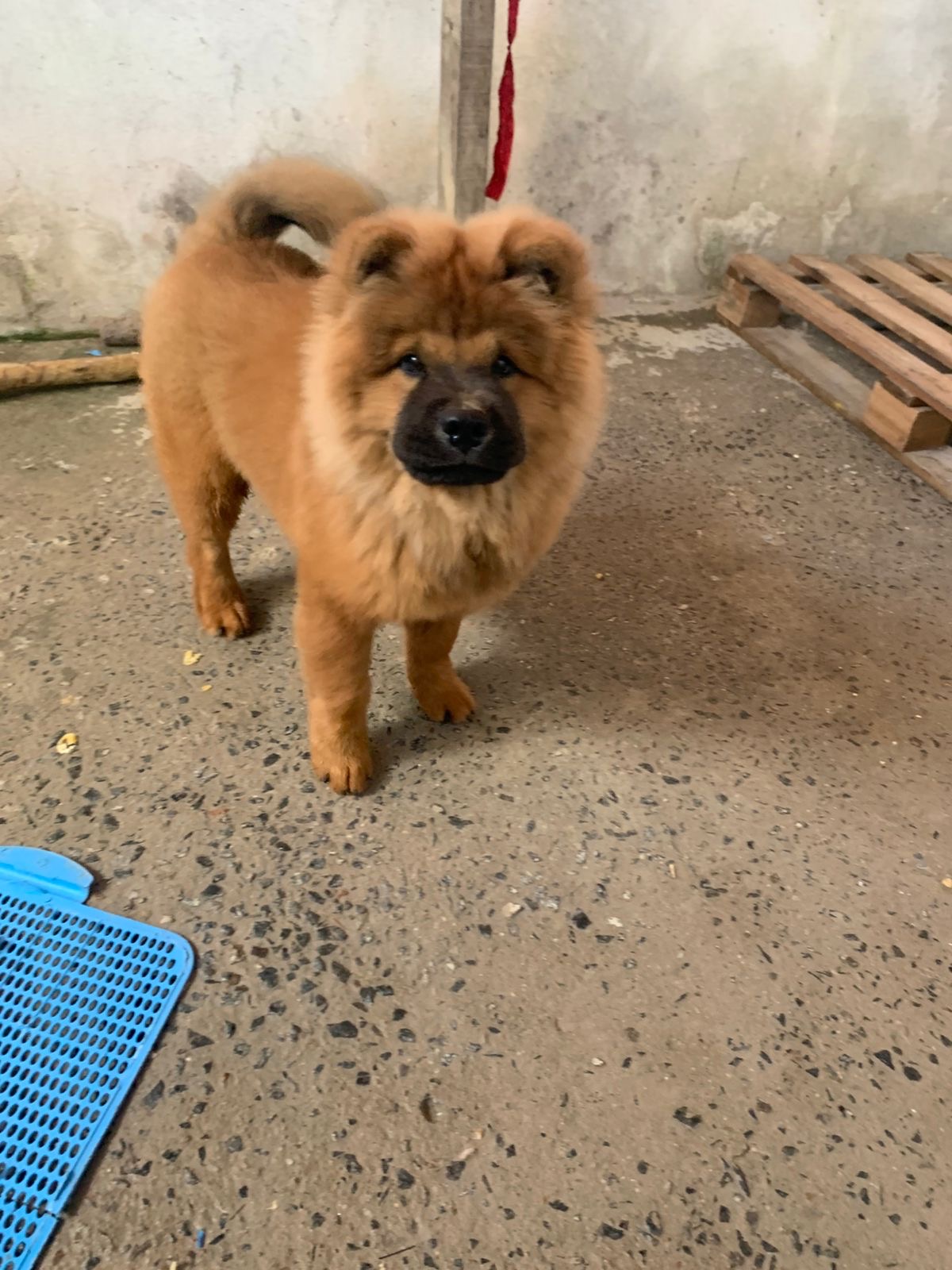 Portal Vendocão Filhote de chow chow Feira de Santana 