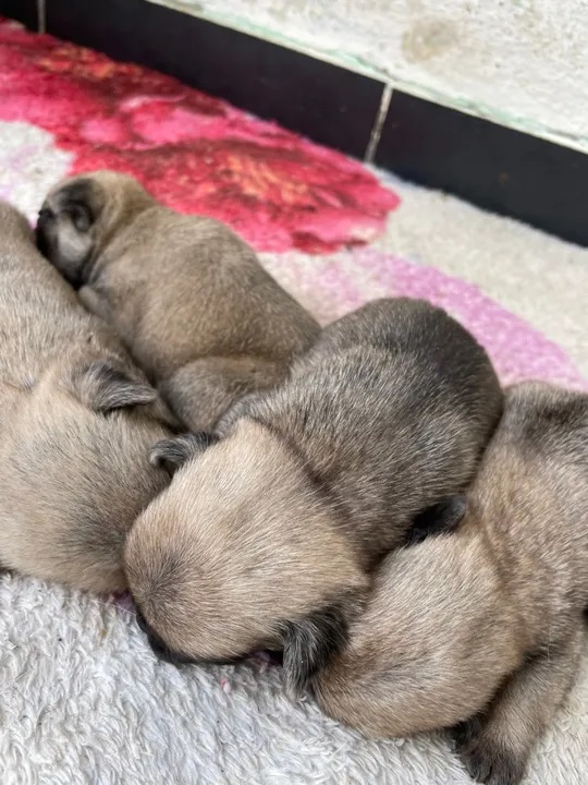 Portal Vendocão filhote de pug  campina grande 