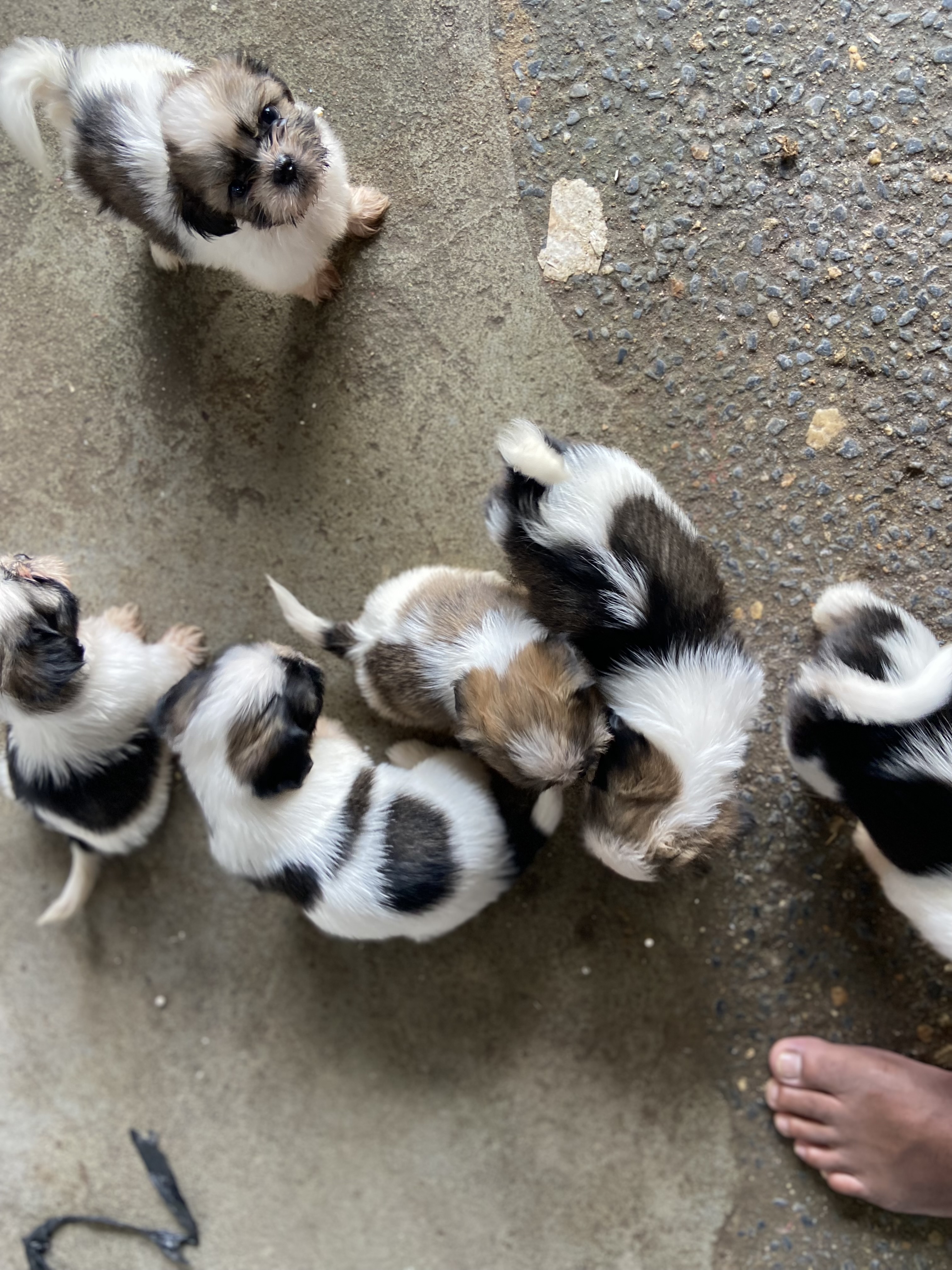 Filhotes de Shih tzu - Foto 3