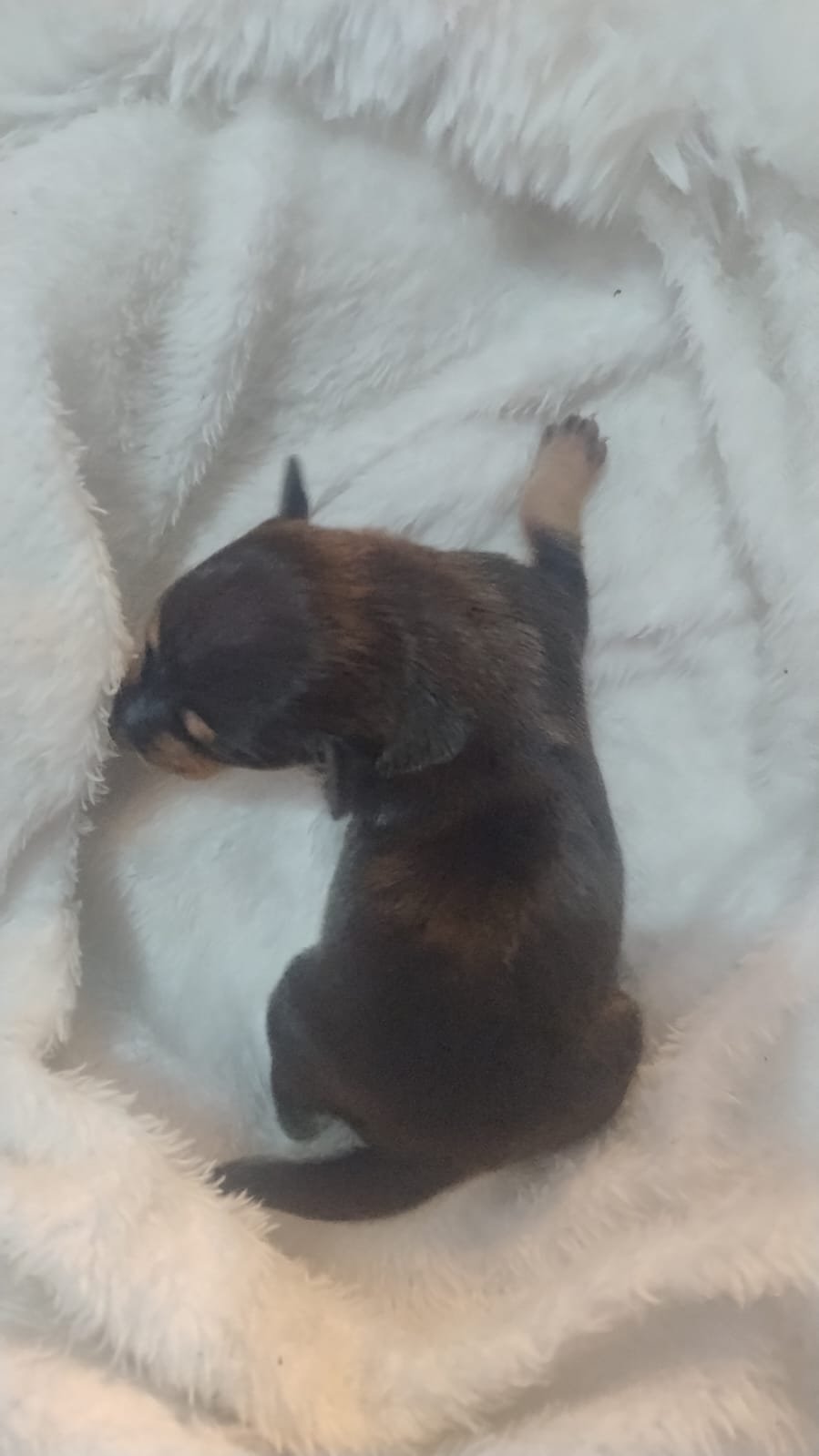 Filhote fêmea de pinscher