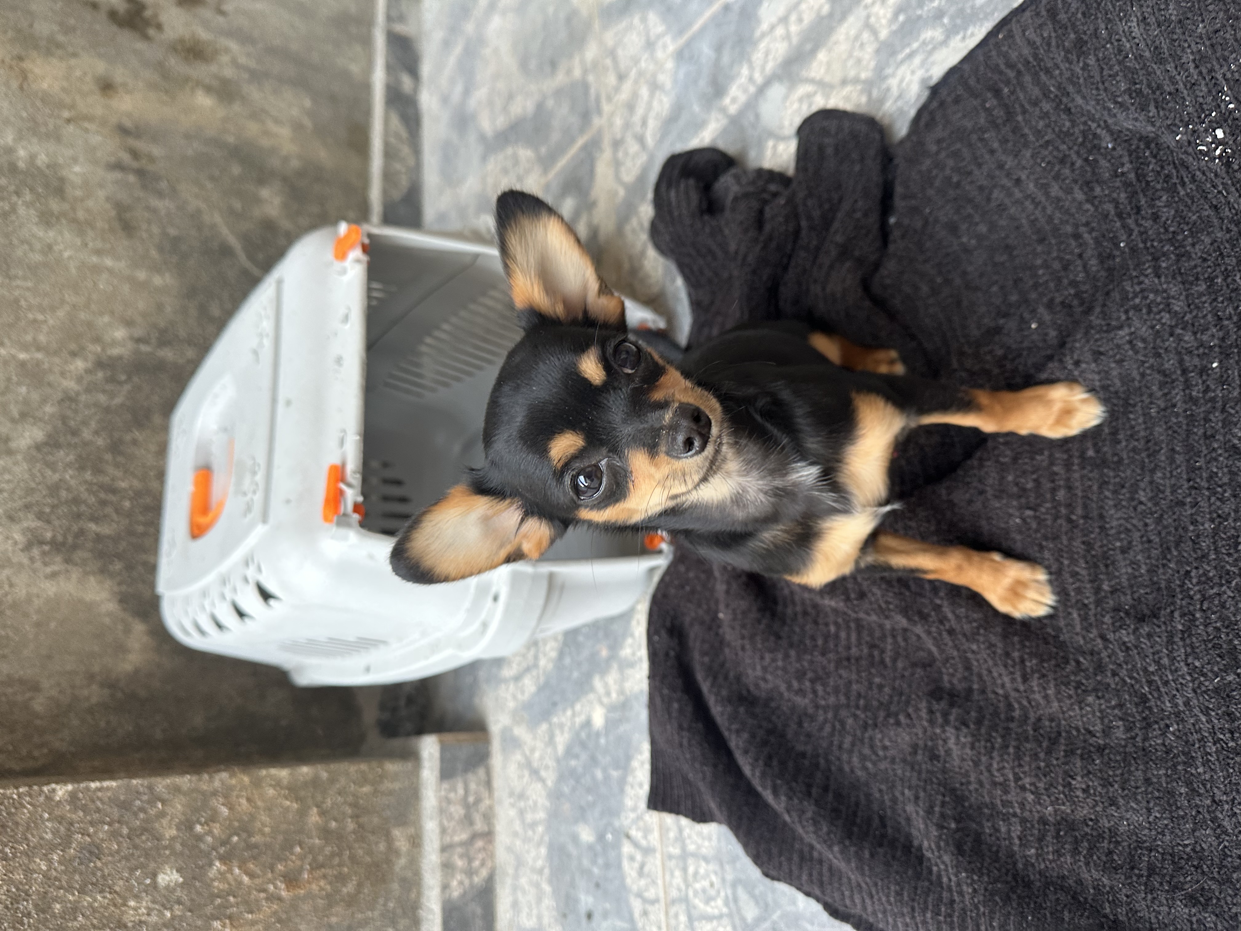 Portal Vendocão Pinscher Franco da Rocha 