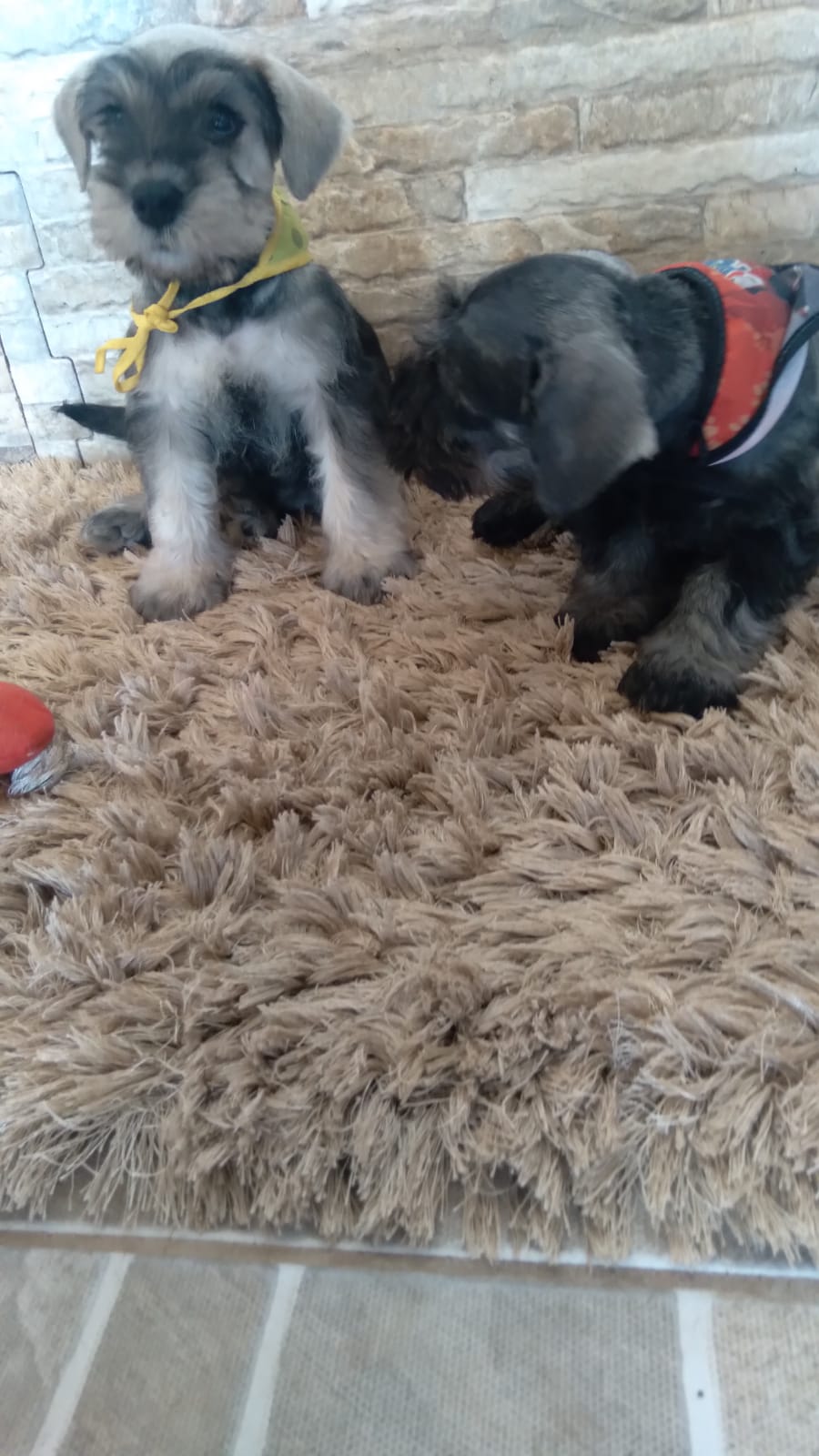 Portal Vendocão Belos Filhotes Schnauzer sumare