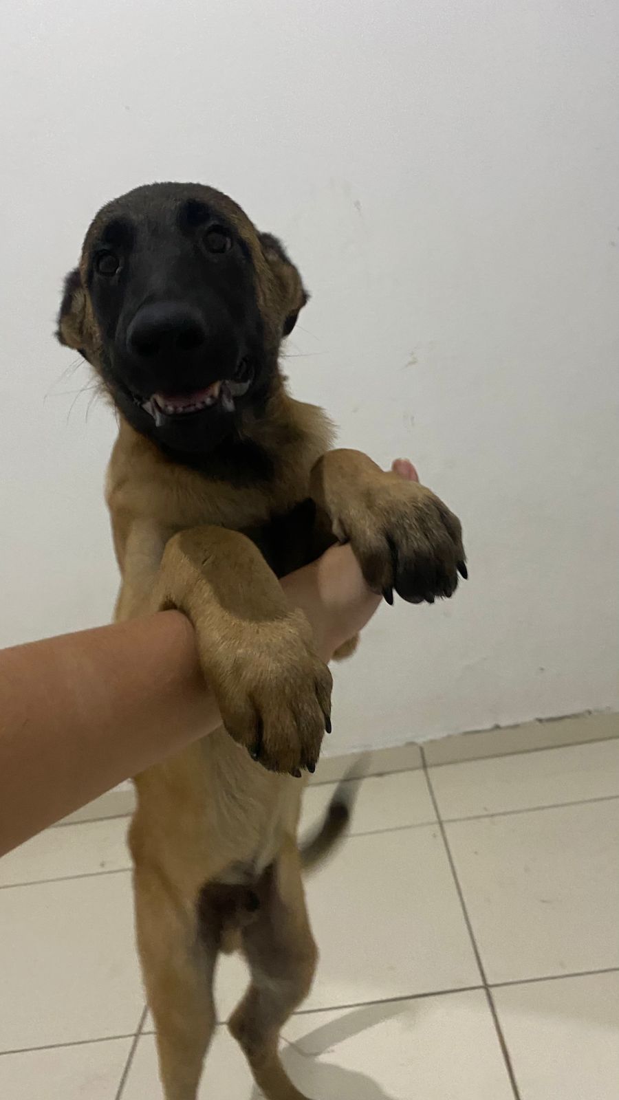 Portal Vendocão Filhotes Pastor Belga Malinois. 3 Meses. Fortaleza