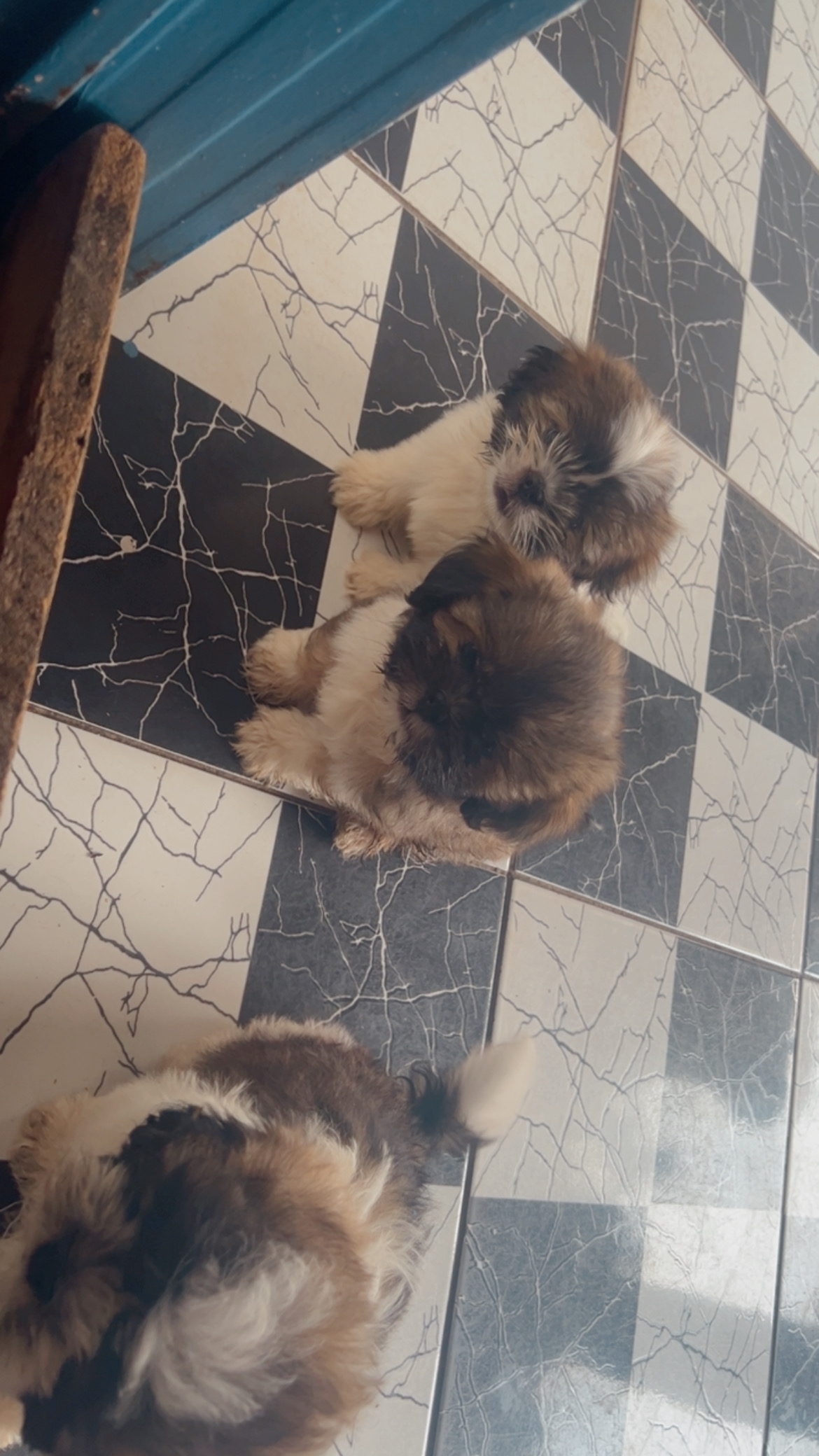 Portal Vendocão Filhotes de Shih Tzu  Cuiabá 