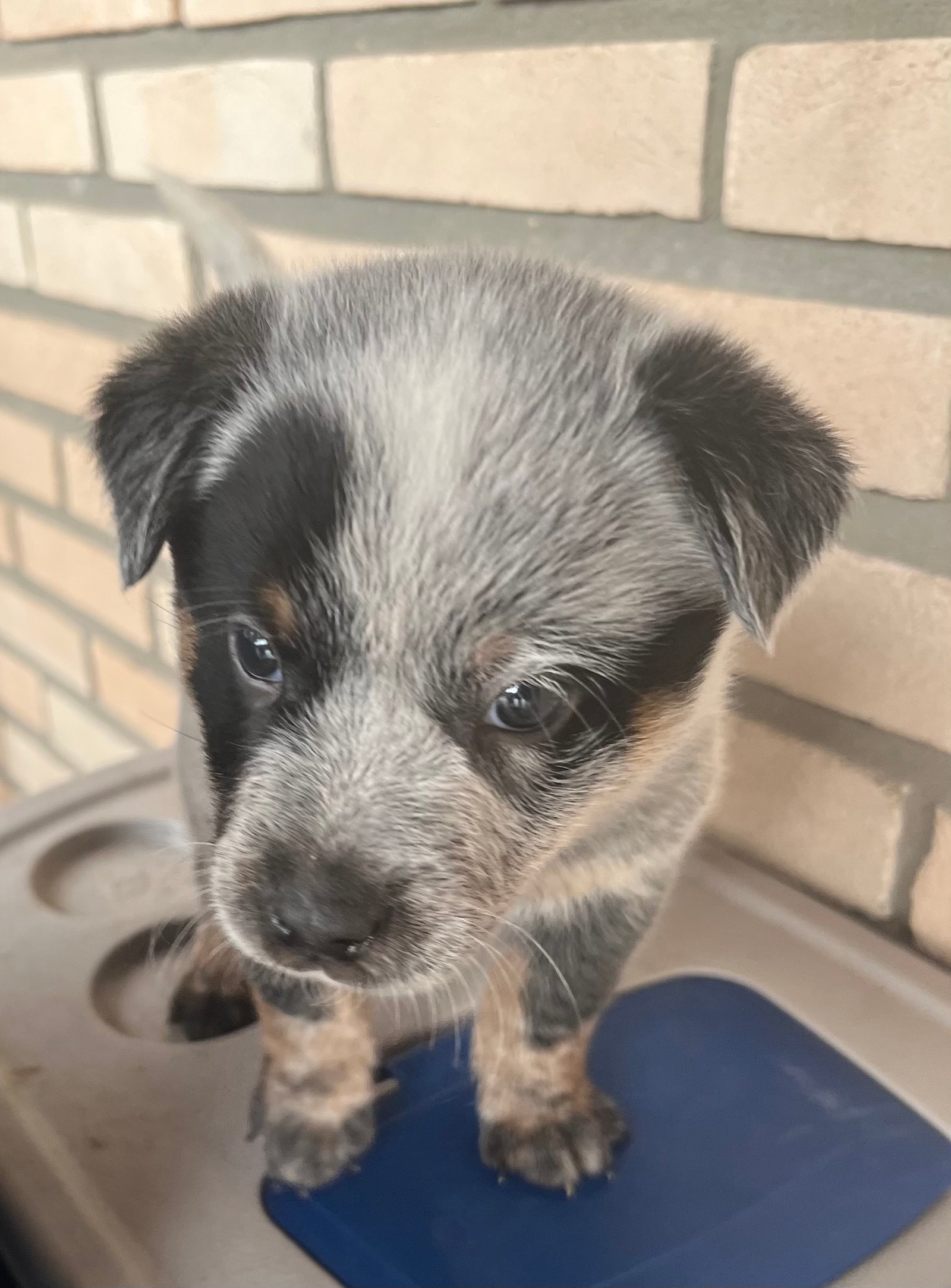 Vendo filhote Blue Heeler 