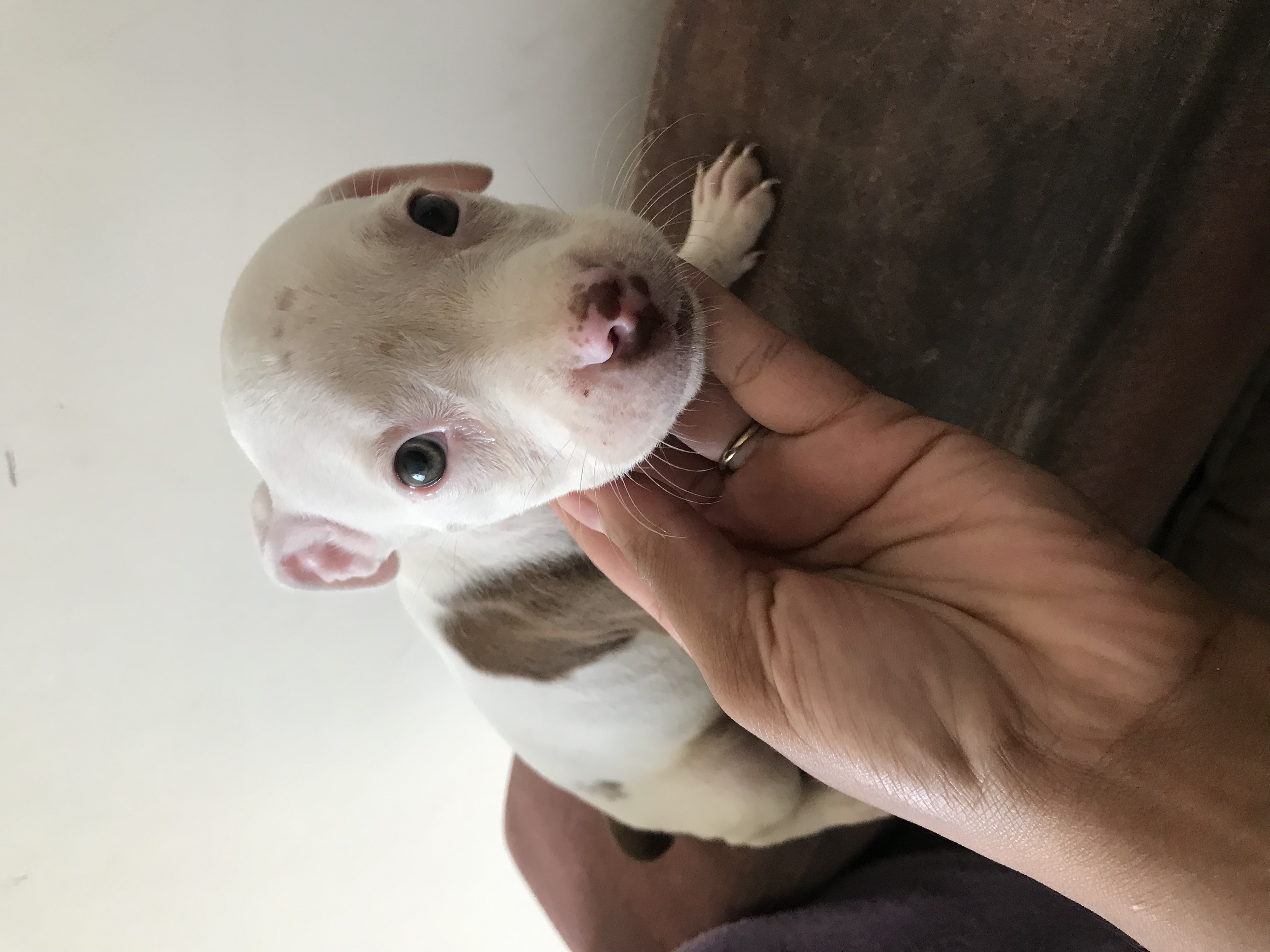 Portal Vendocão Vende-se lindos filhotes! Salvador 