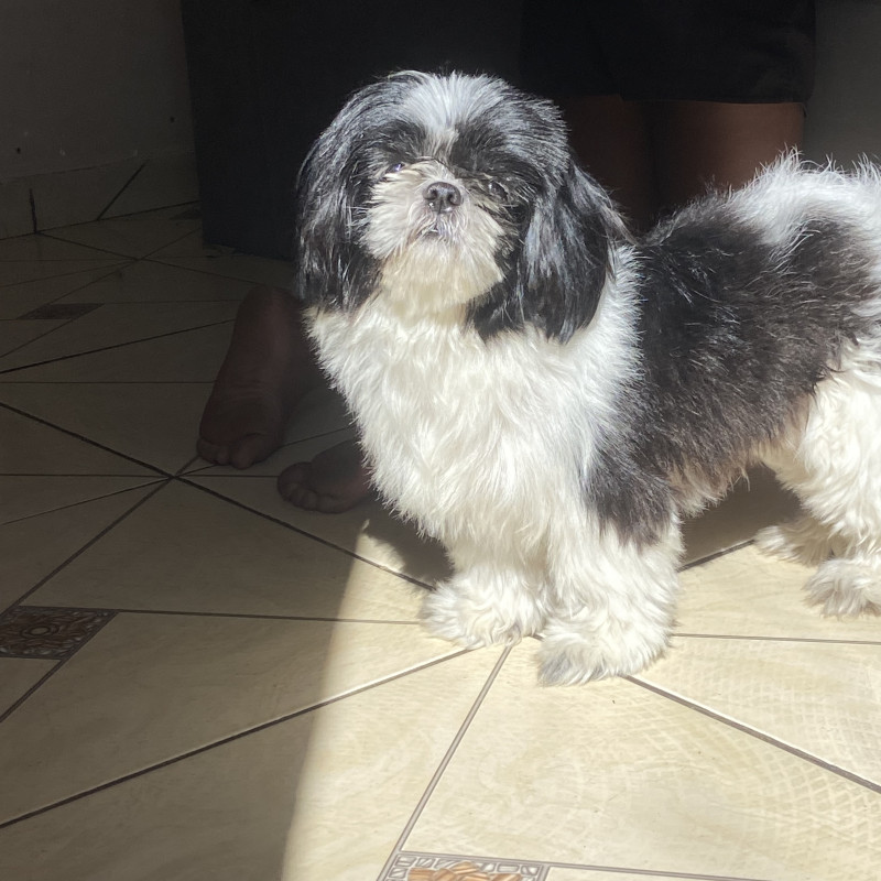 Macho 1 ano dócil com outros pets e crianças - Foto 1