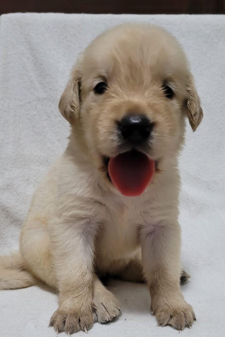 Portal Vendocão Filhotes Golden Retriever  Salvador