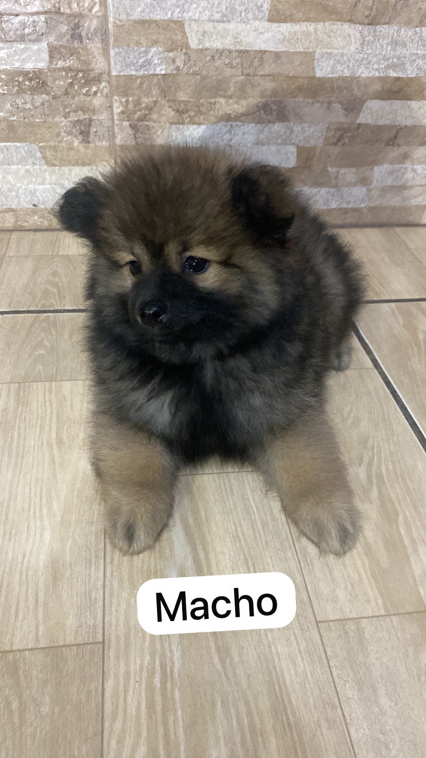 Vendo Filhotes de Spitz Alemão - Foto 3