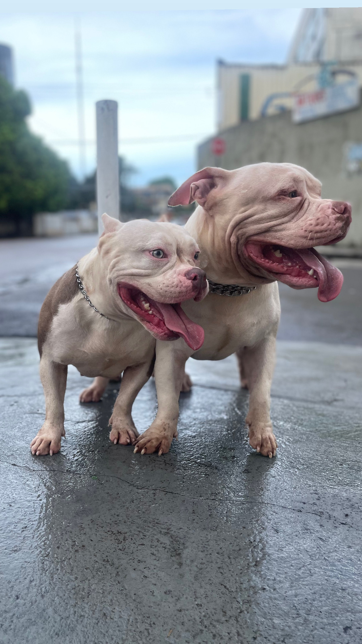 Portal Vendocão AMERICAN BULLY EXOTIC  Manaus