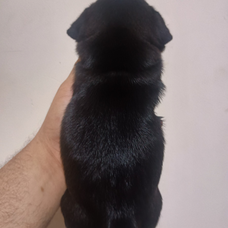 Filhotes de Pug
