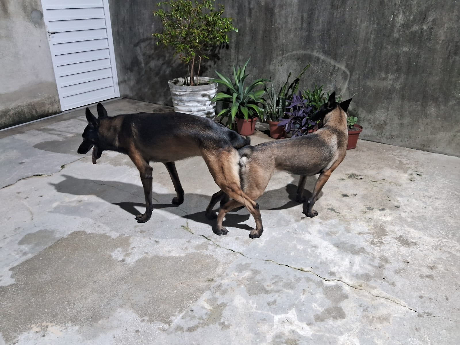 PASTOR BELGA malinois - Foto 3