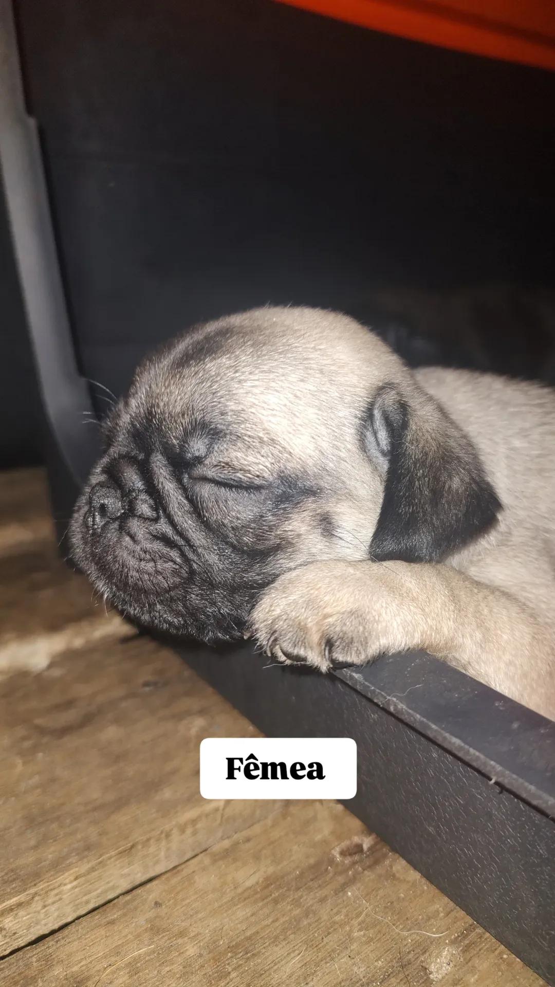 Vendo filhote de Pug  - Foto 1