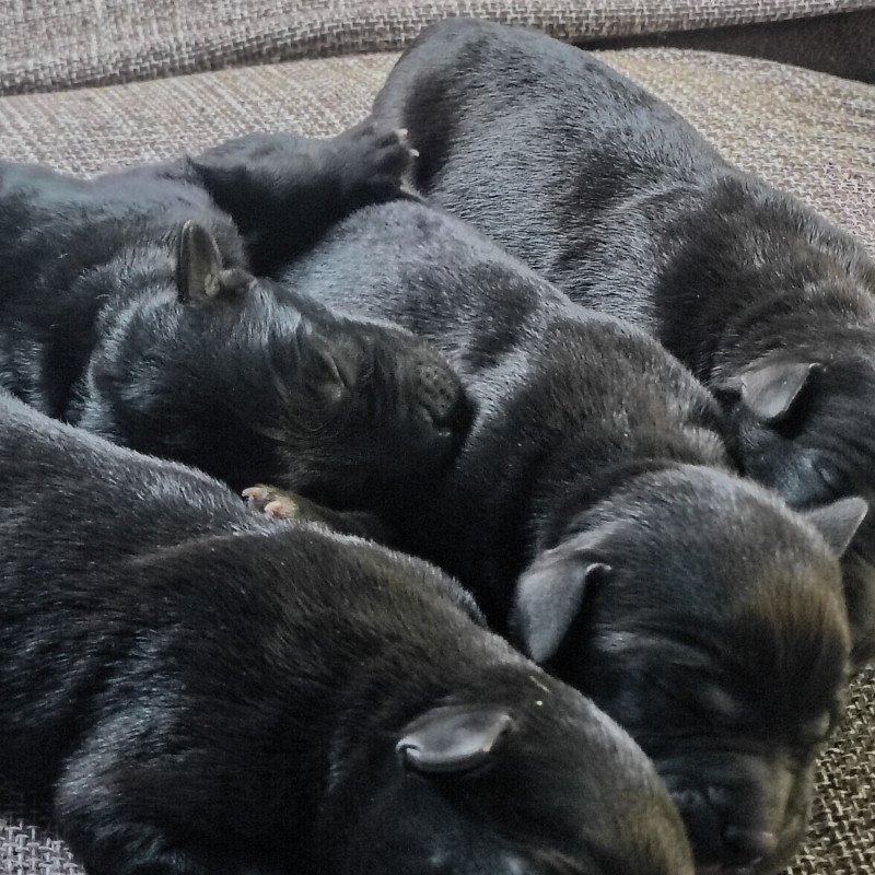 Filhotes de labrador - Foto 1