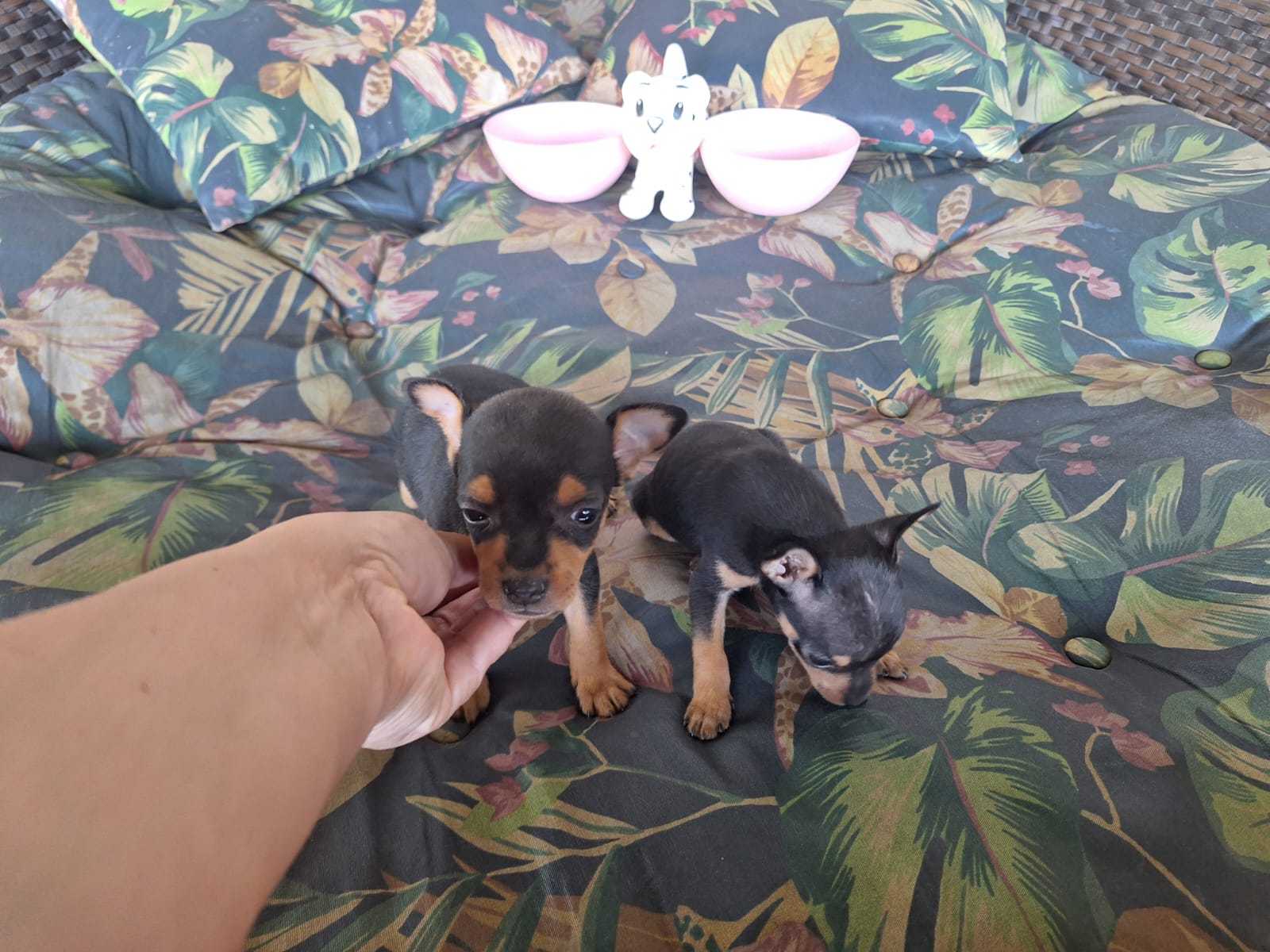 Portal Vendocão Perfeitos filhotes De pinscher 0 com garantia e procedência  Belo Horizonte 