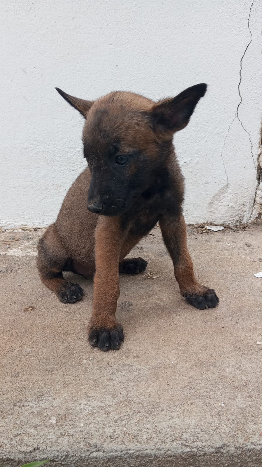 Portal Vendocão FILHOTES PASTOR BELGA MALINOIS  João Pessoa