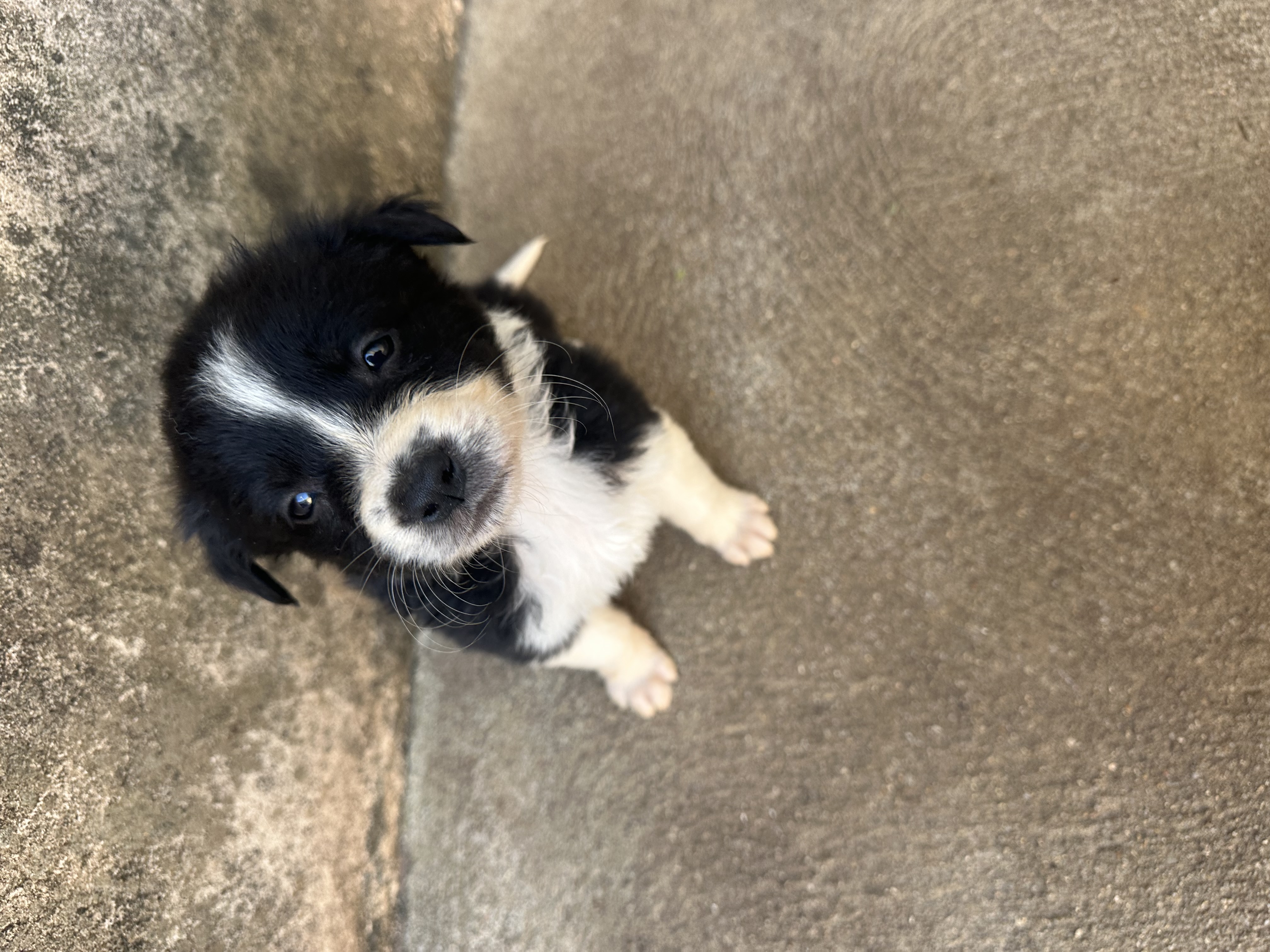 Portal Vendocão Border collie Santa Rosa De Viterbo 