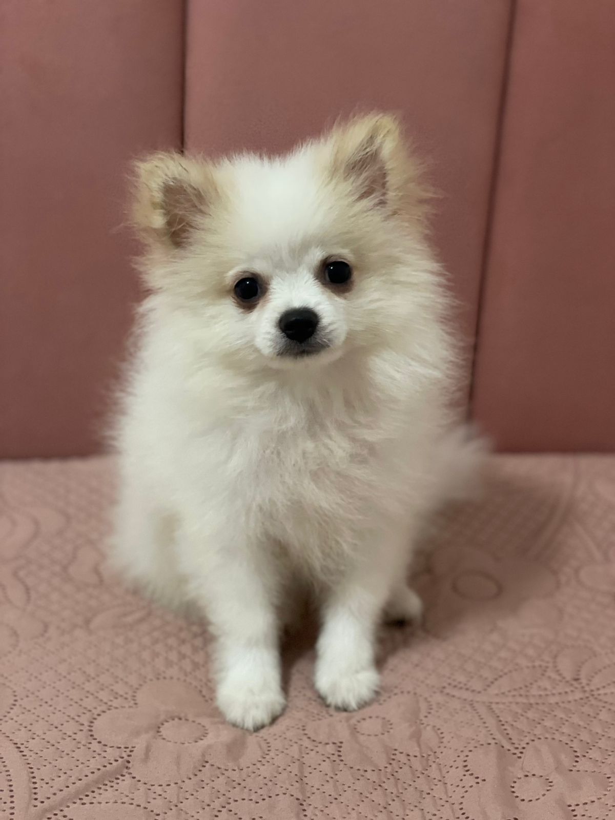Vendo Esse Lindo Lulu-Da-Pomerânia - Foto 1