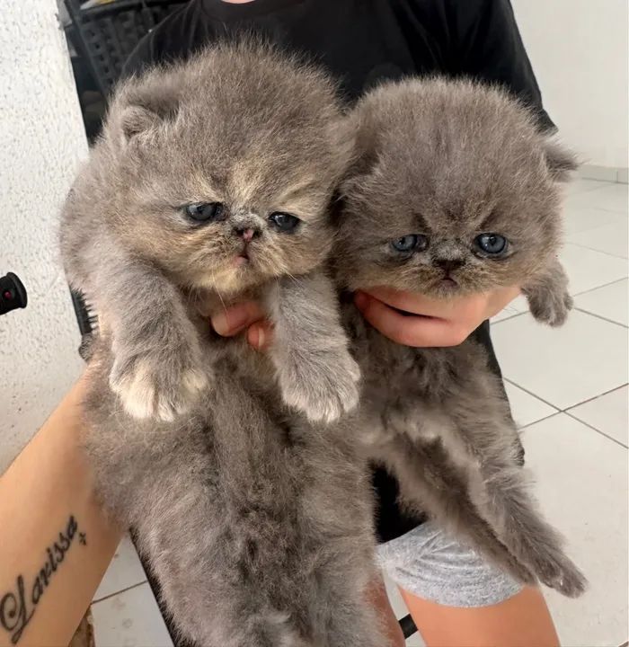 Portal Vendocão Persa são paulo