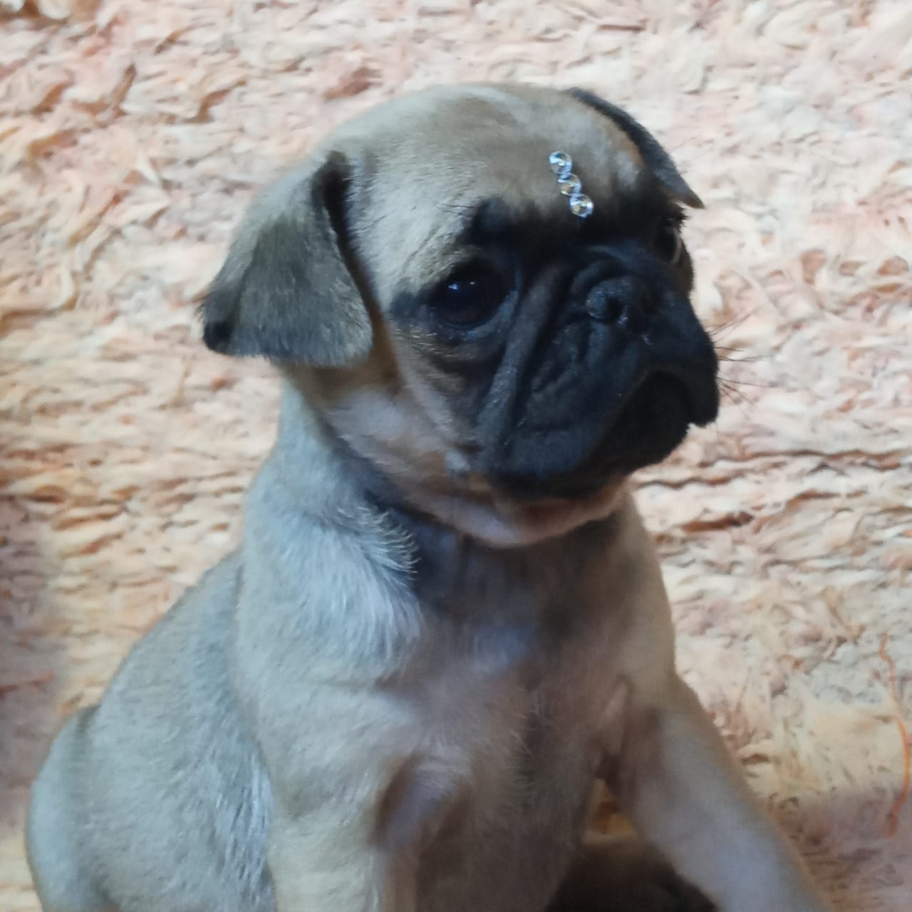Portal Vendocão pug lindos bebes pronta entrega #canilursinhospuppies bertioga